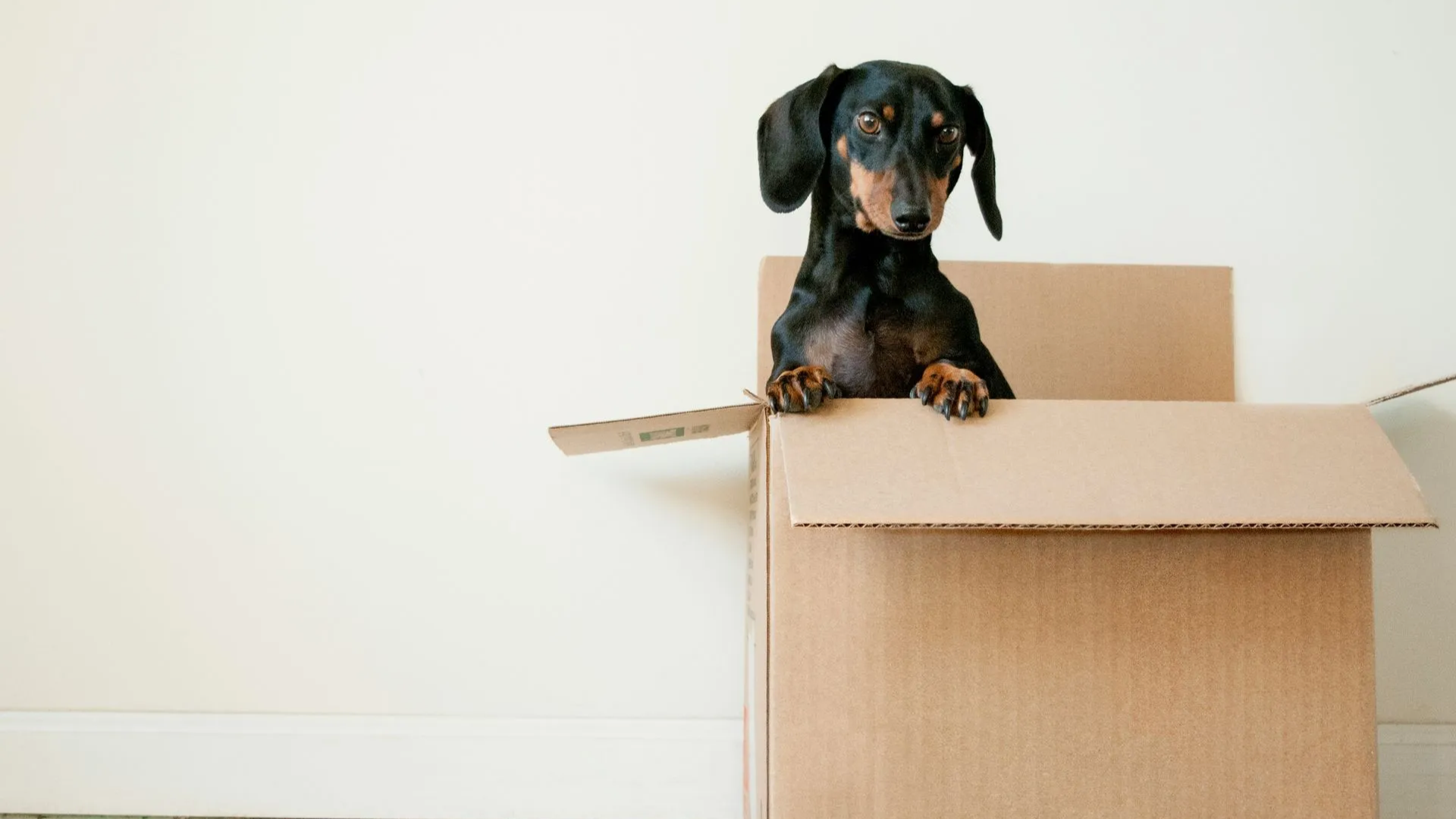 image of dog head sticking out of moving box