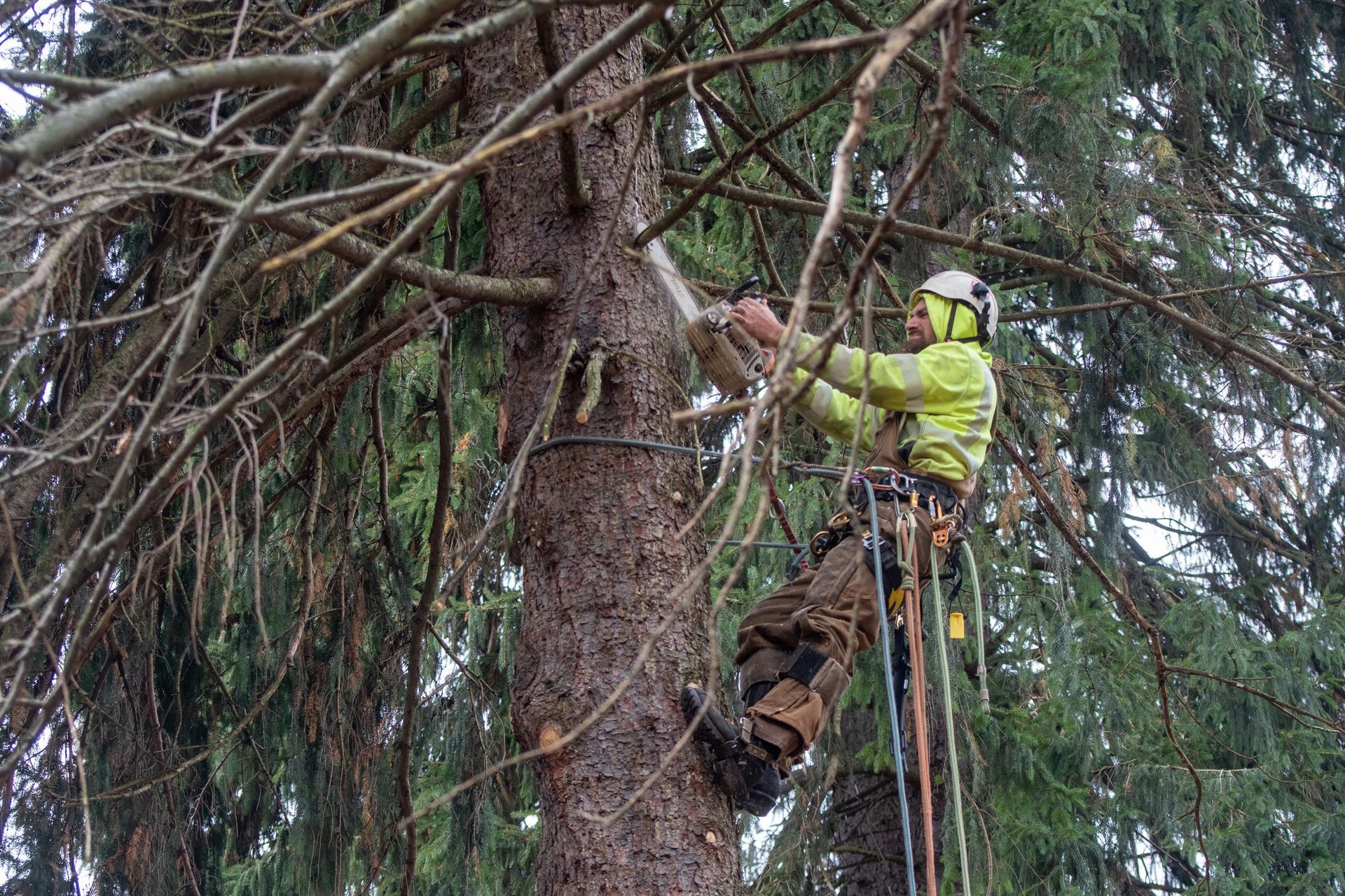 a man is climbing a tree with a chainsaw .
