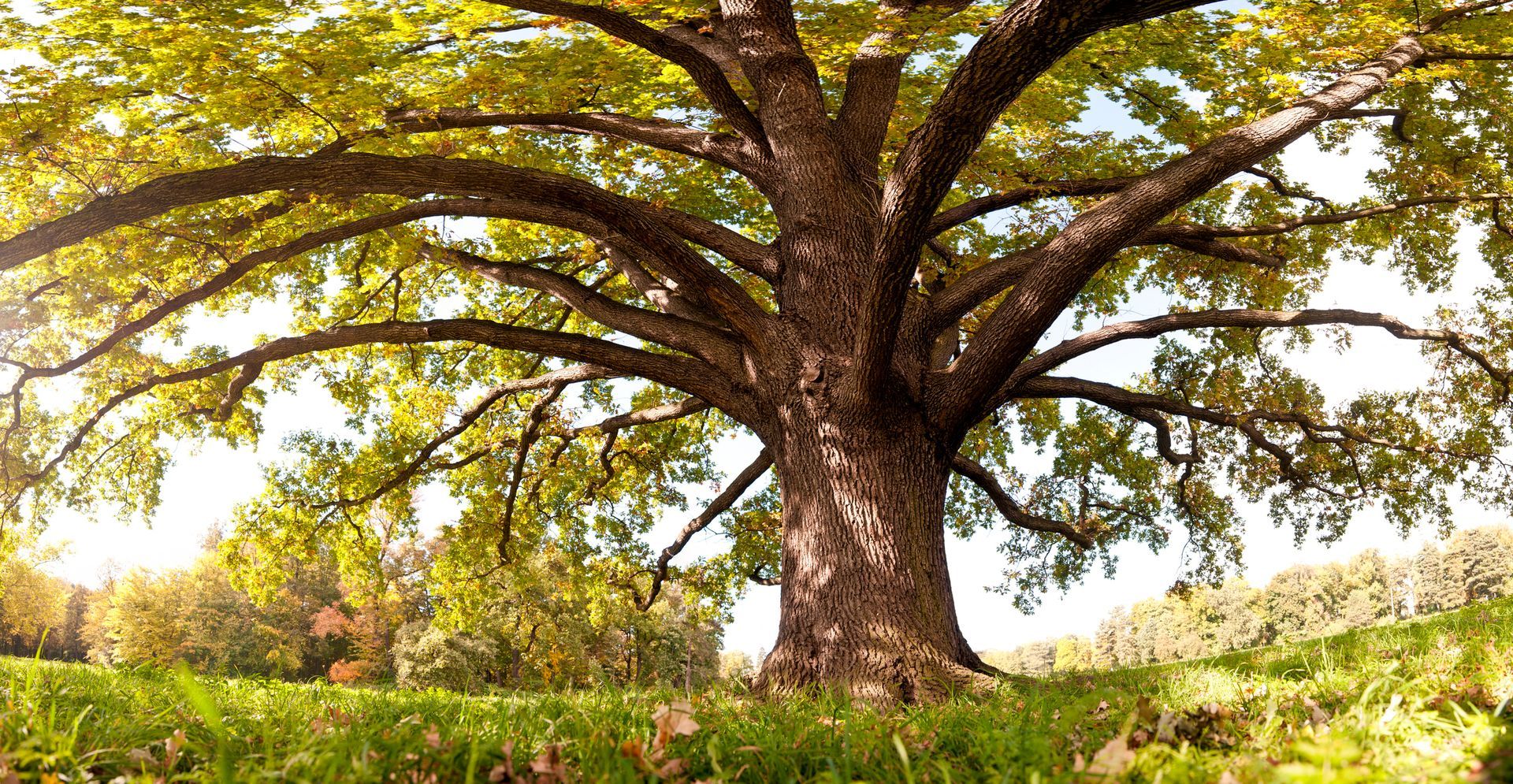 a large tree with lots of branches is sitting in the middle of a grassy field .