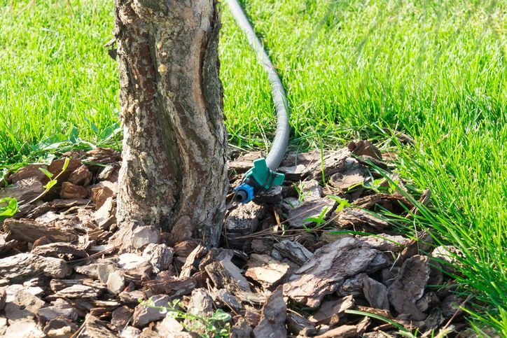 Heat Stress in Trees: Identification and Management