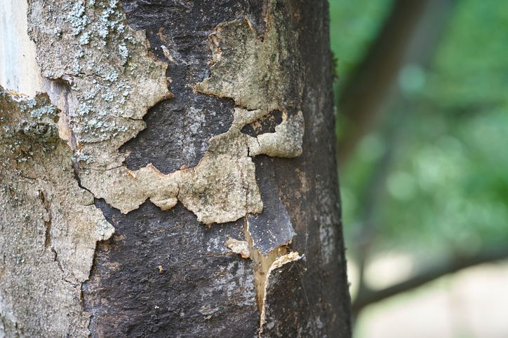 How Can I Tell if Insects are Killing My Tree?