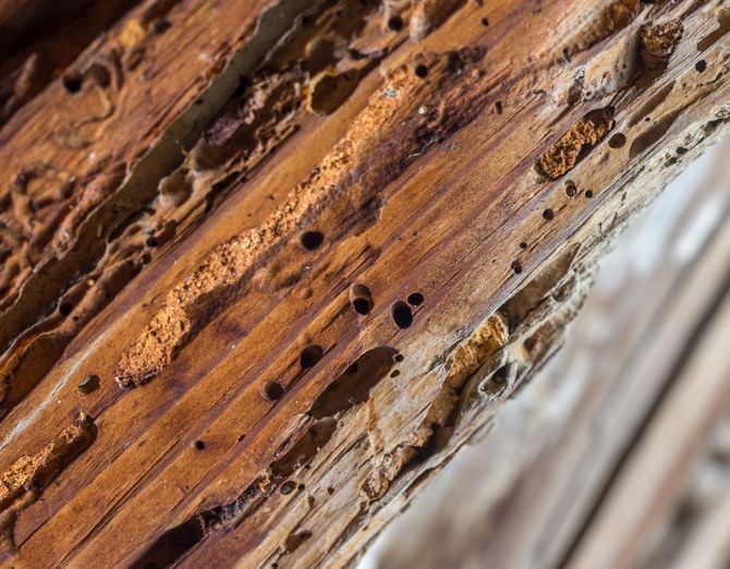 How to Protect Your Trees from Common Pests and Diseases