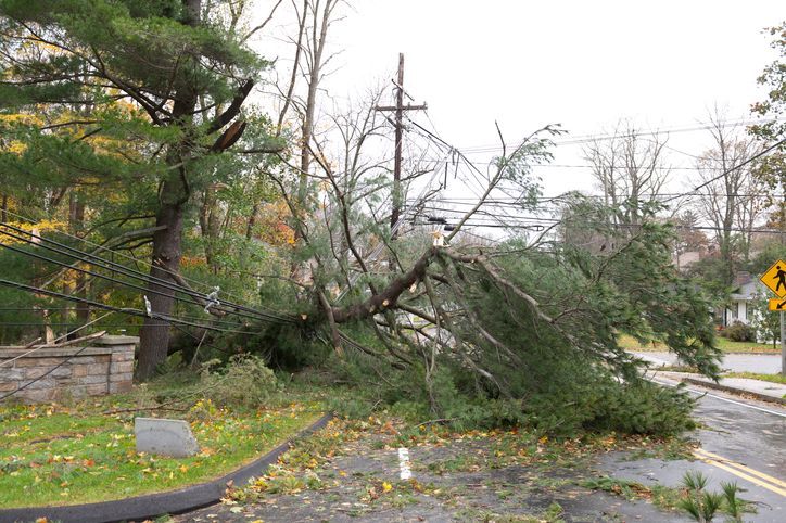 Protect Your Trees and Property During Severe Weather