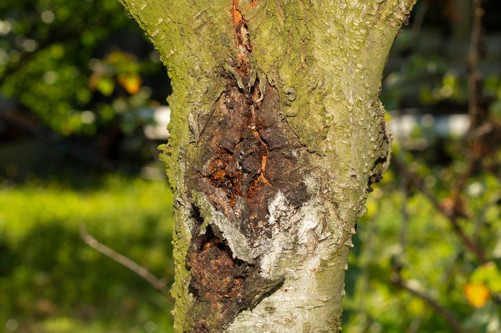Protecting Your Property by Identifying Hazardous Trees