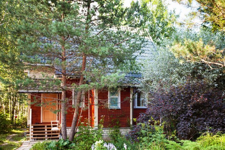 The Hidden Dangers of Overgrown Trees in Your Yard 
