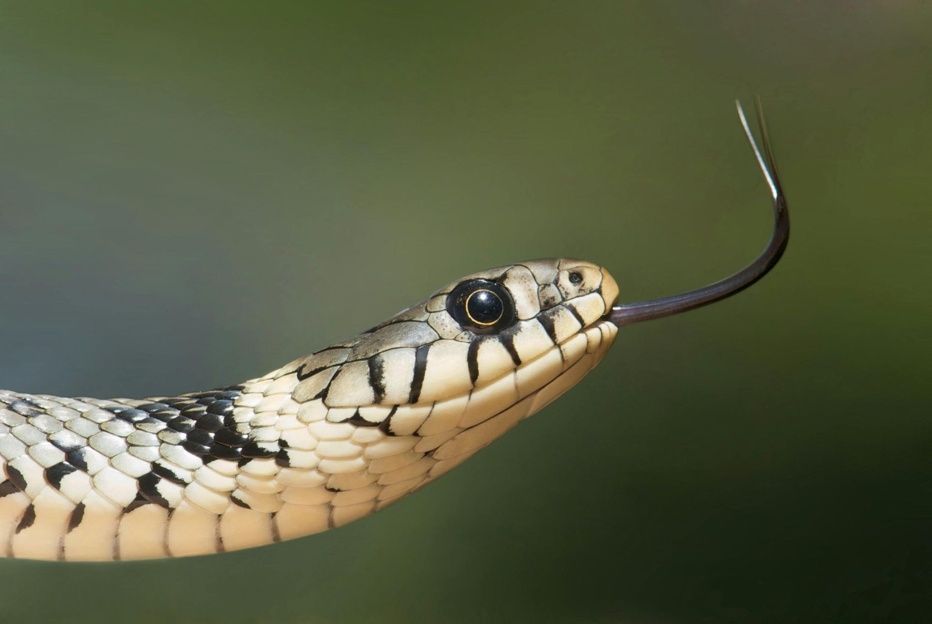 A close up of a snake with its tongue out