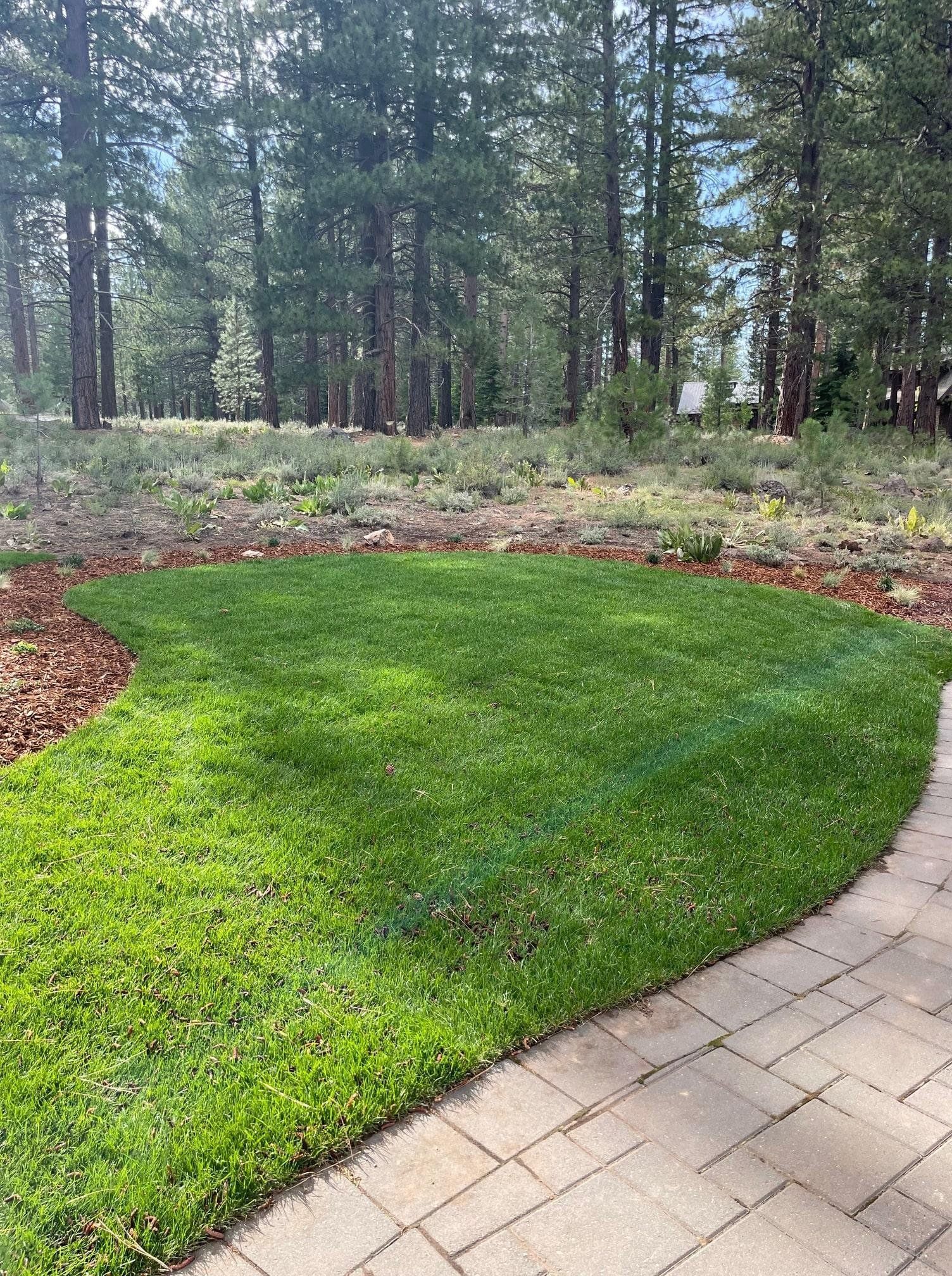 Lush green lawn borders a brick patio, against a backdrop of trees and a brown mulch bed.
