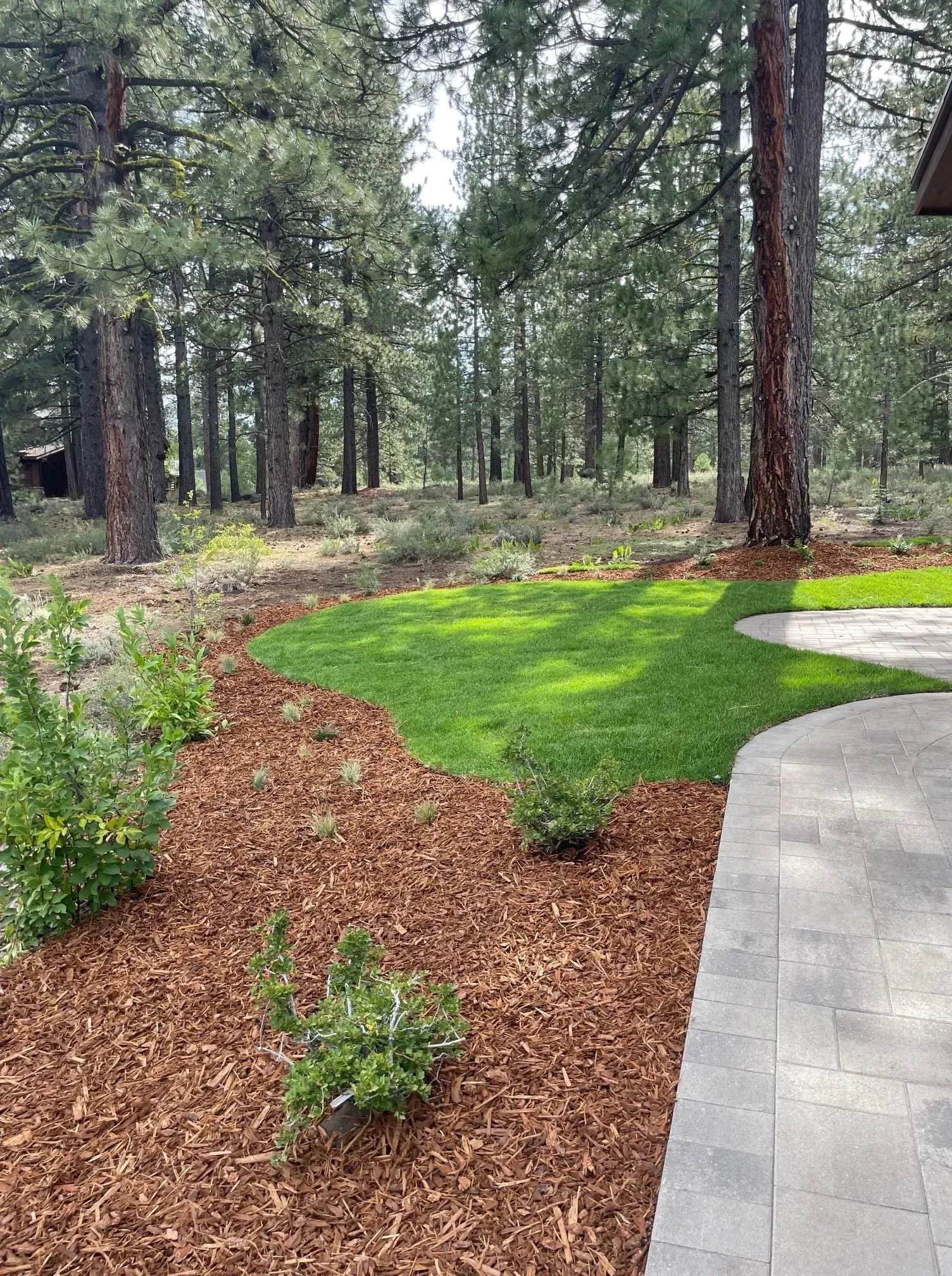 Backyard scene: Green lawn area bordered by mulch and plants, leading to a forest. Stone patio edge visible.