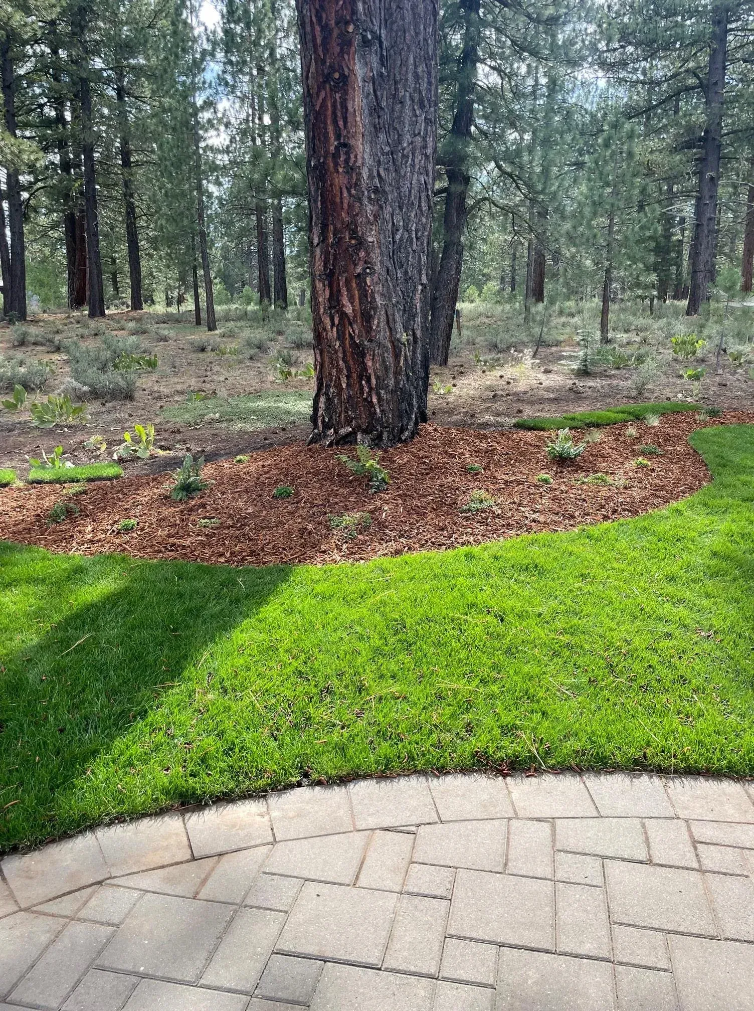 Lush green lawn borders a mulch-covered tree base, transitioning to a wooded area, with a stone patio in the foreground.