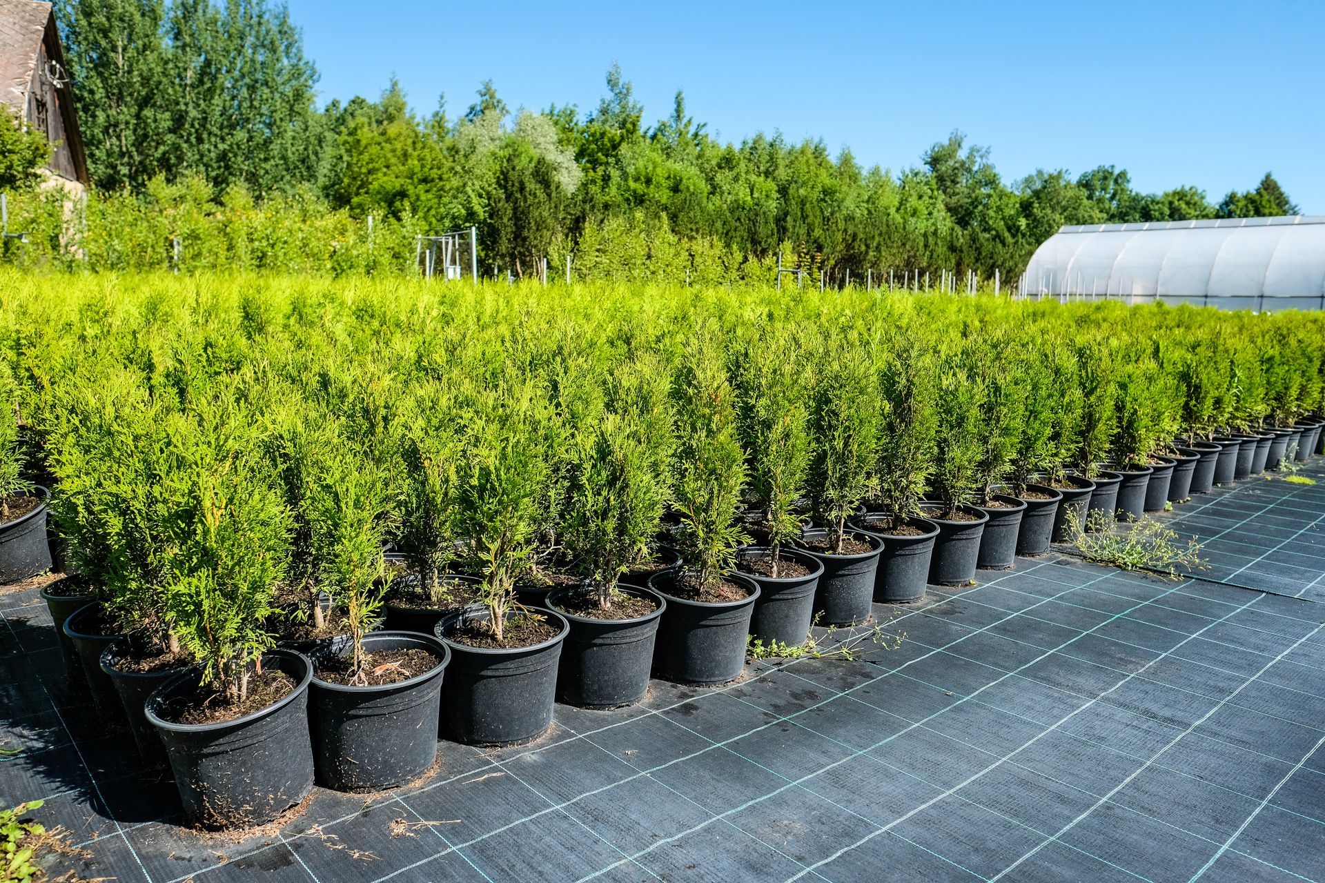 Rows of potted green plants in nursery, blue sky background.