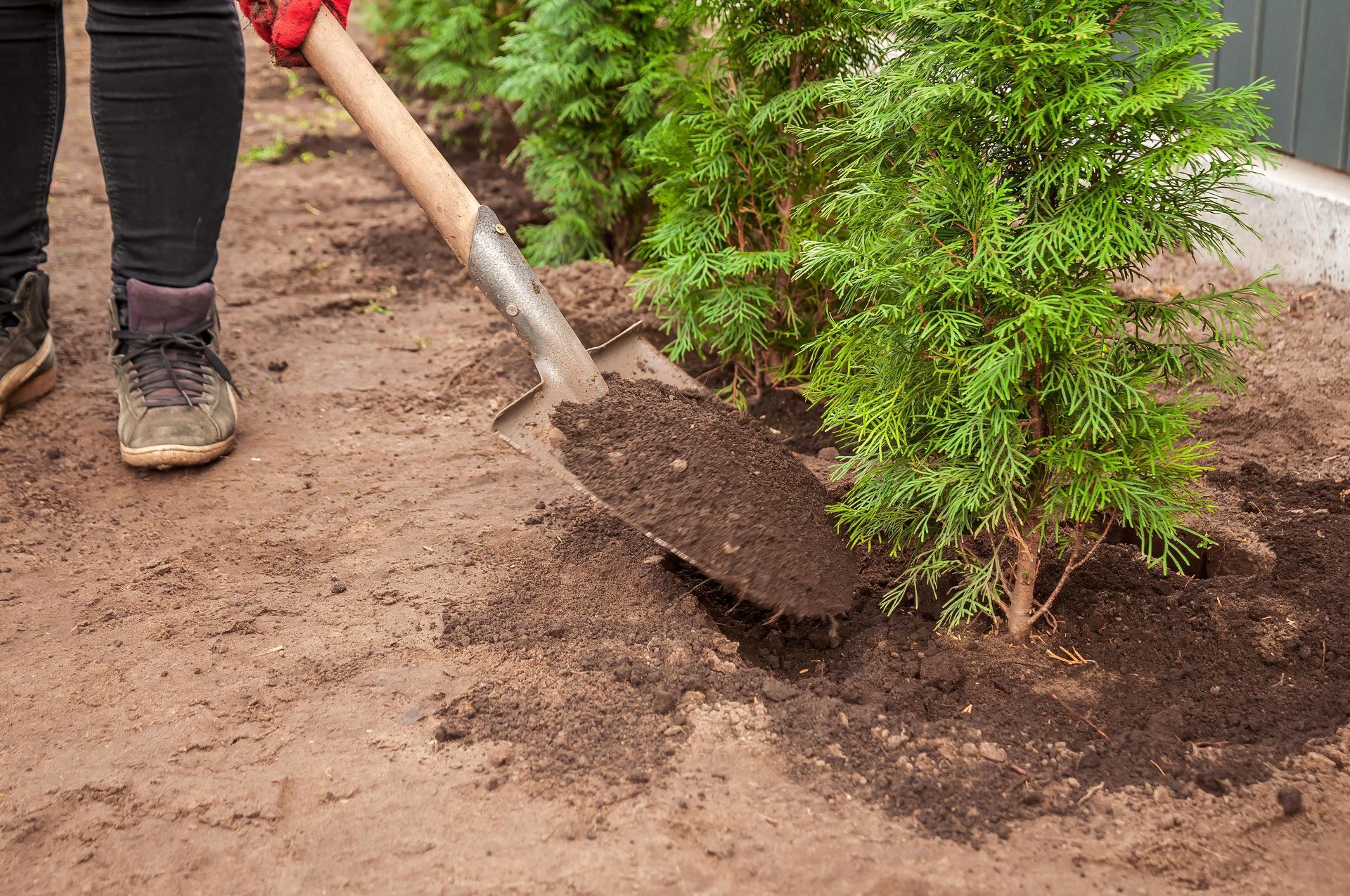 Person in black pants and red gloves using a shovel to turn soil around a green evergreen shrub.
