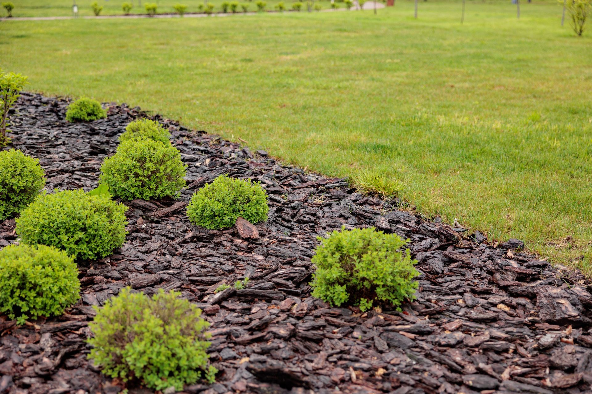 Green shrubs in dark mulch border green lawn.