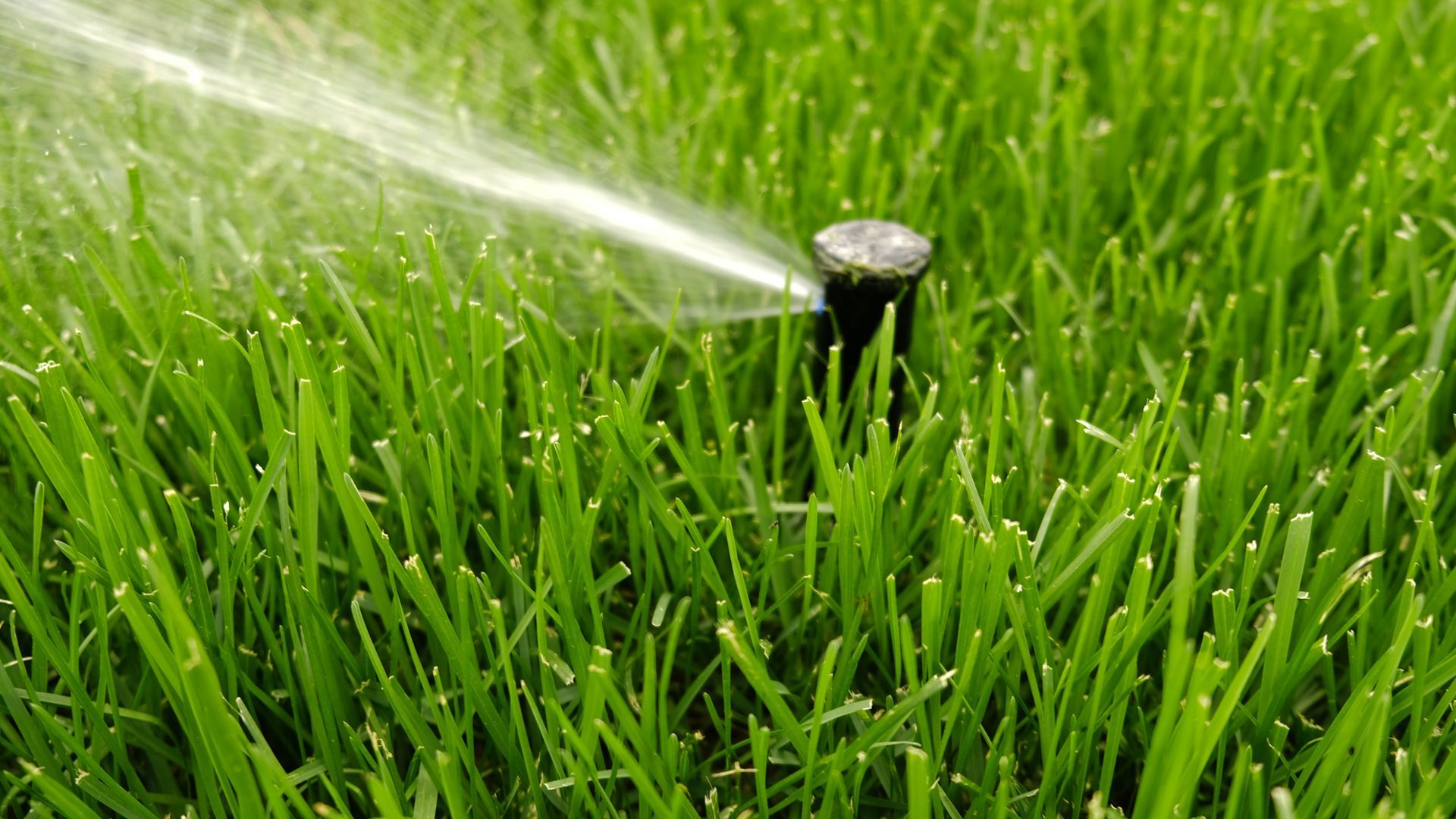 Sprinkler watering lush green grass in an outdoor setting.