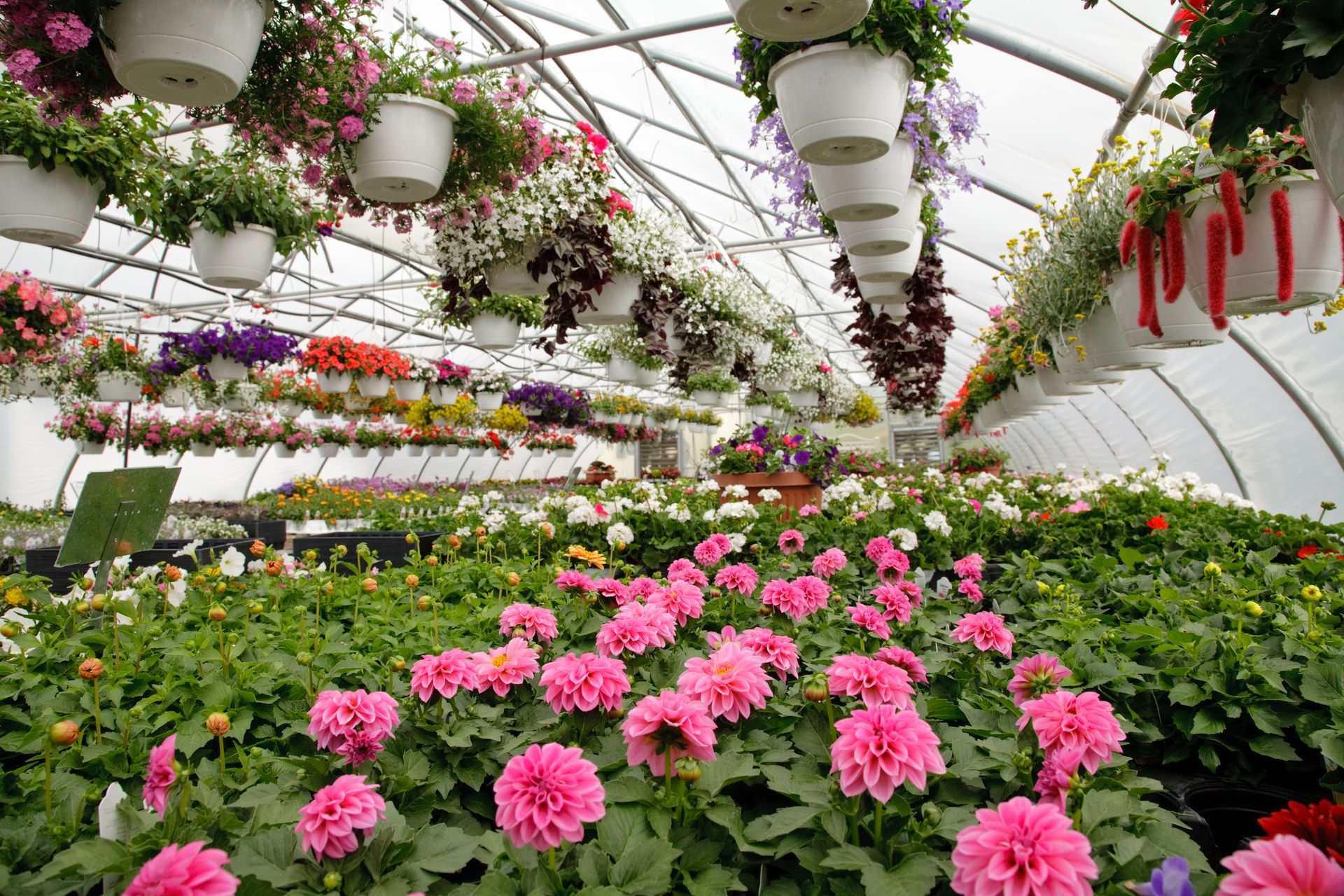 Greenhouse filled with rows of blooming pink flowers and hanging baskets of colorful flowers.