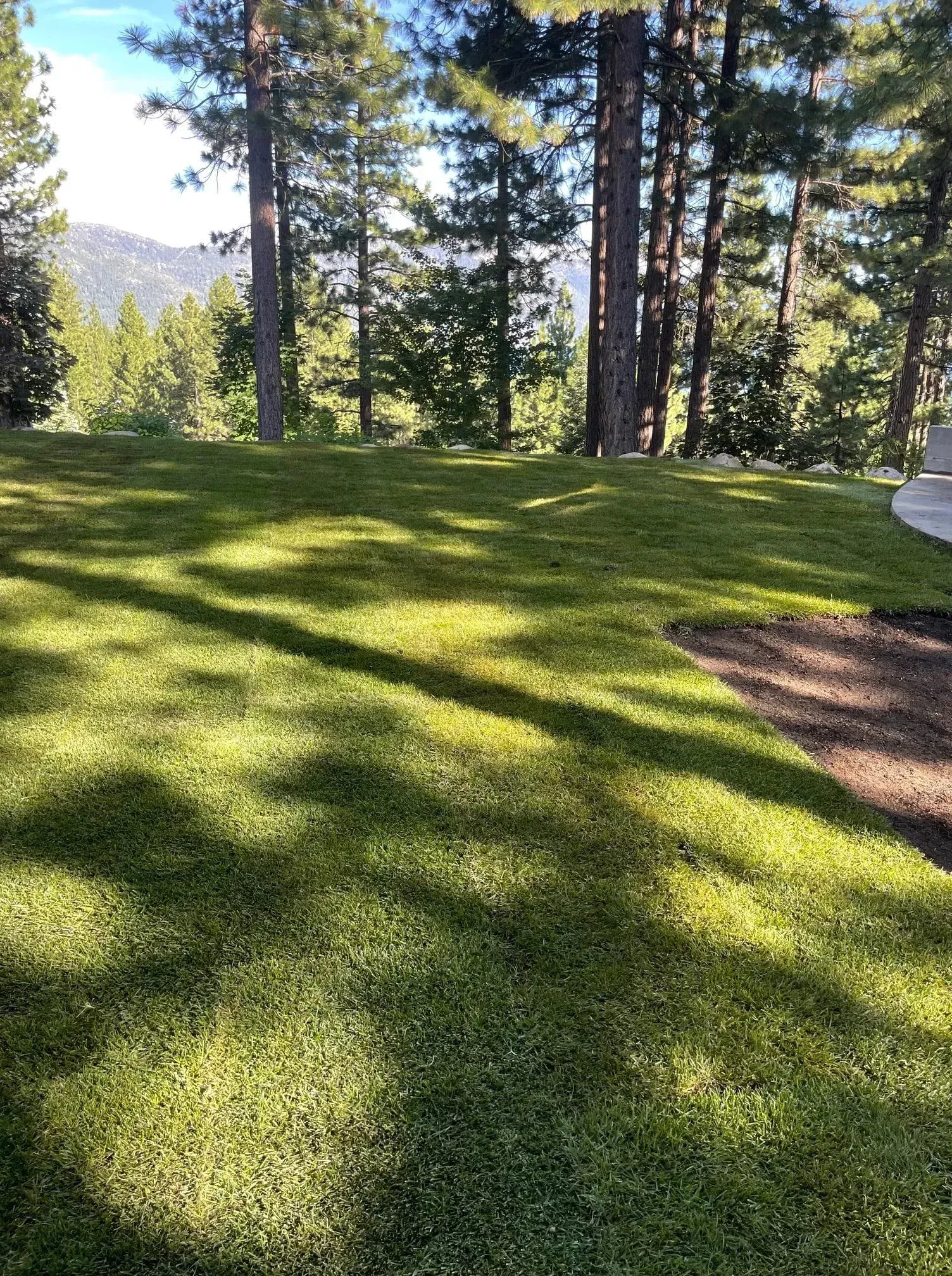 Green grassy field with tree shadows, trees and distant mountains under a blue sky.