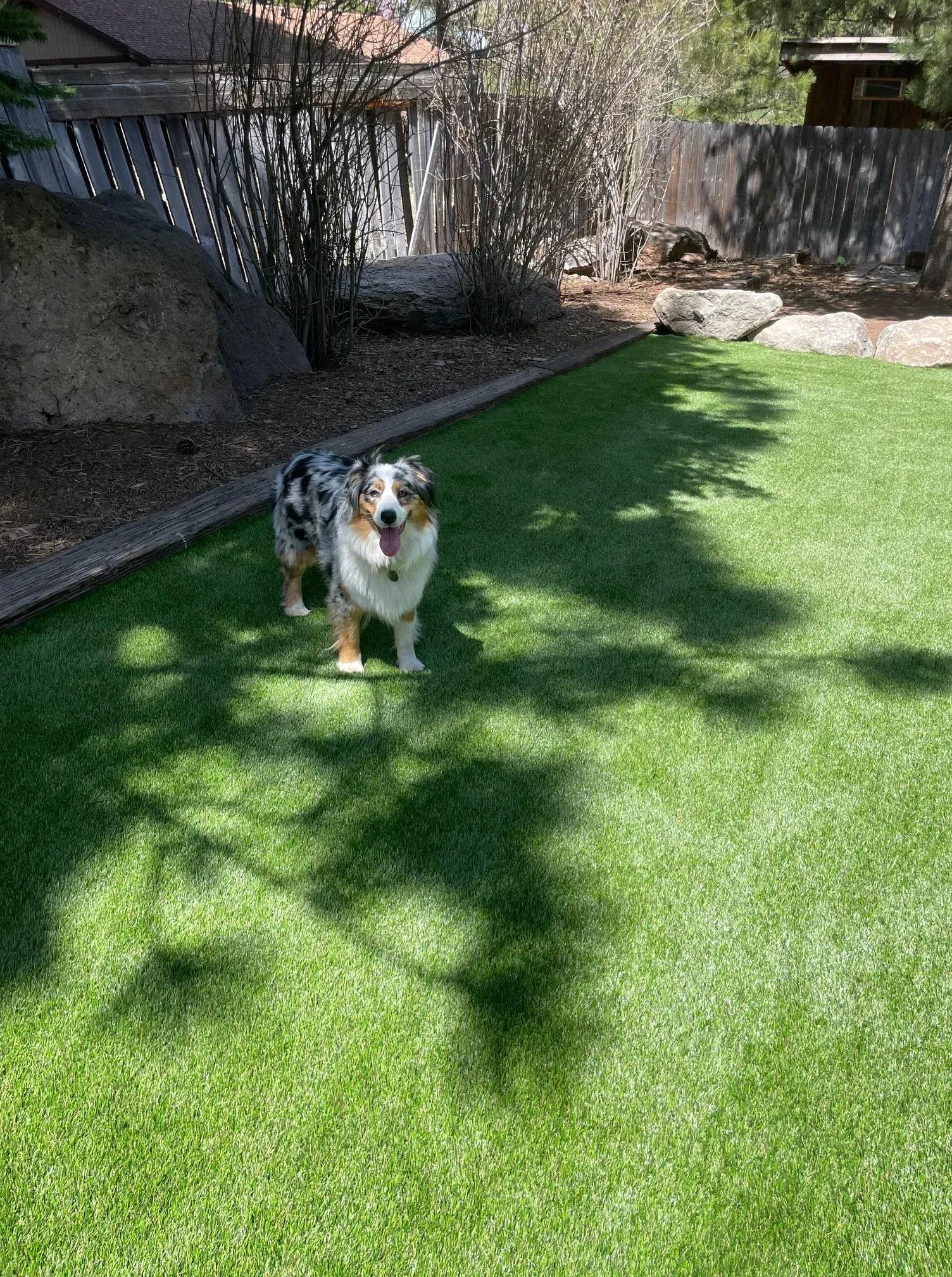 Dog standing on green grass, smiling. Backyard setting with shade.