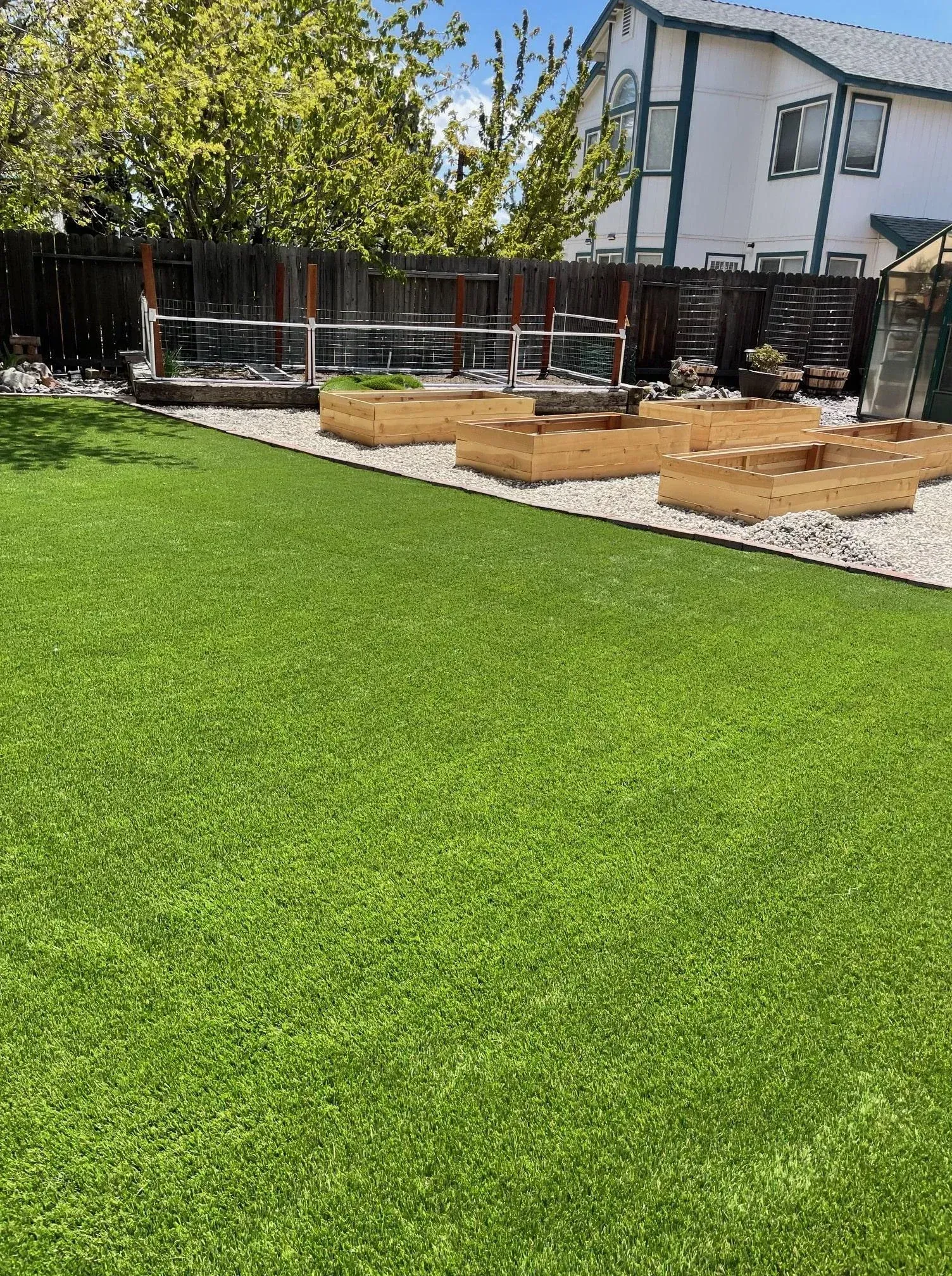 Green lawn with wooden raised garden beds and a fence in a backyard.