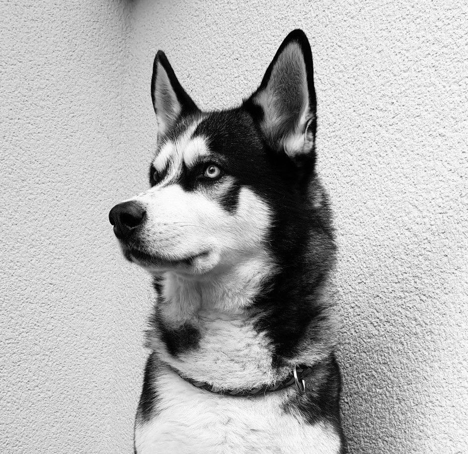 Ein Schwarzweißfoto eines Huskys, der in die Kamera schaut.
