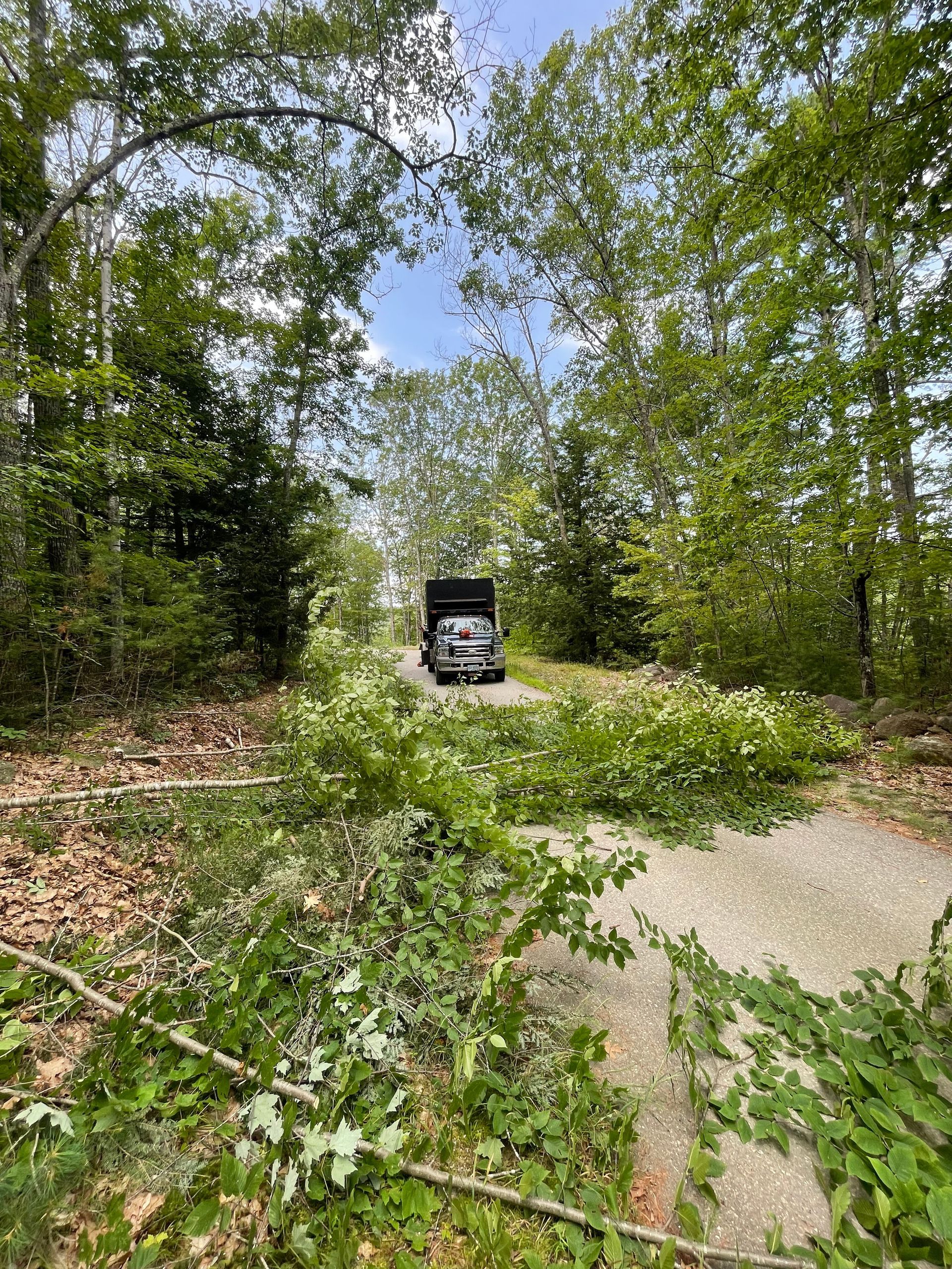 A vehicle drives down a tree-lined road blocked by fallen branches. Blue sky peeks through the treetops.