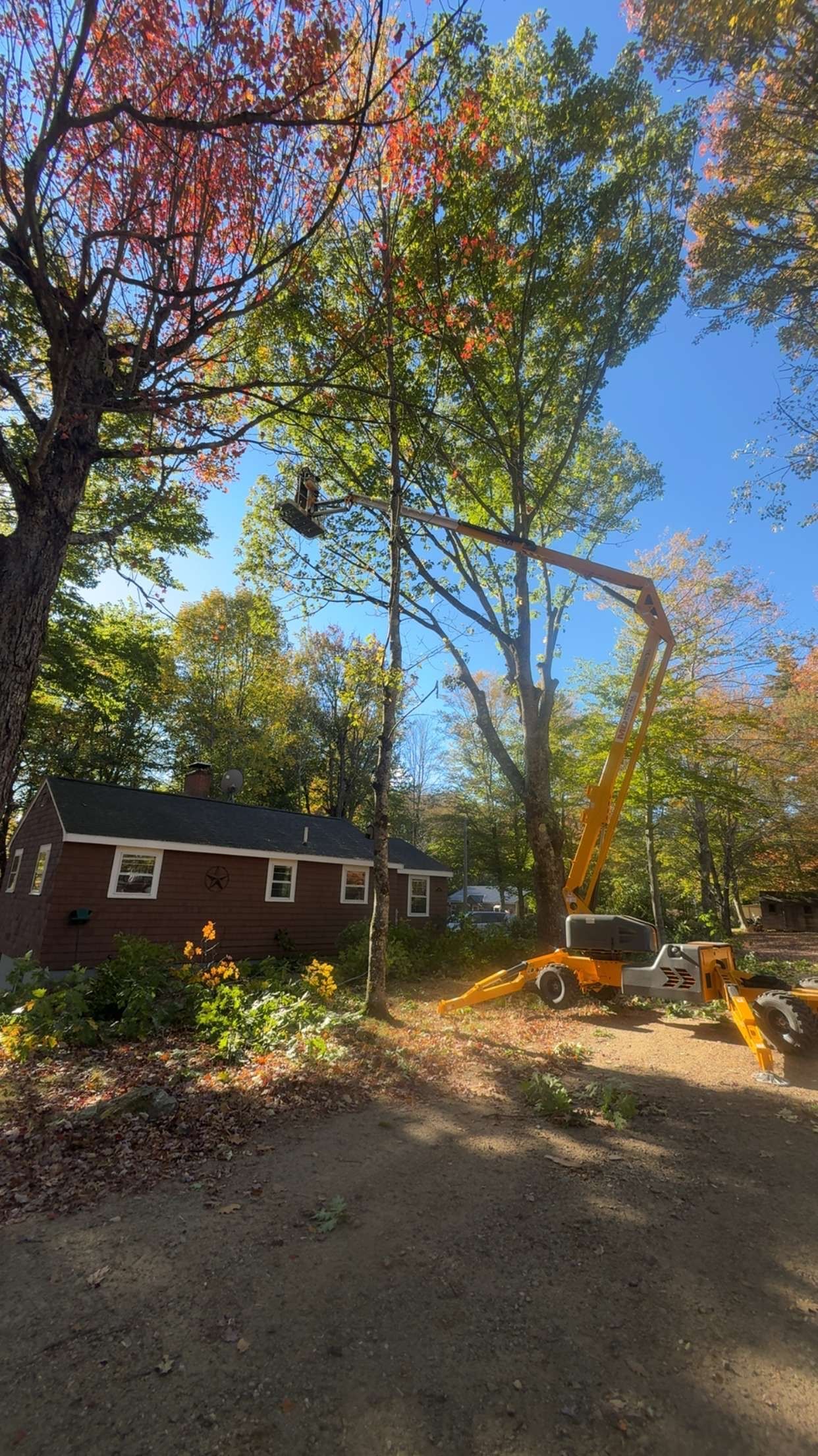 Tree being cut near a small house with a yellow machine and blue sky.