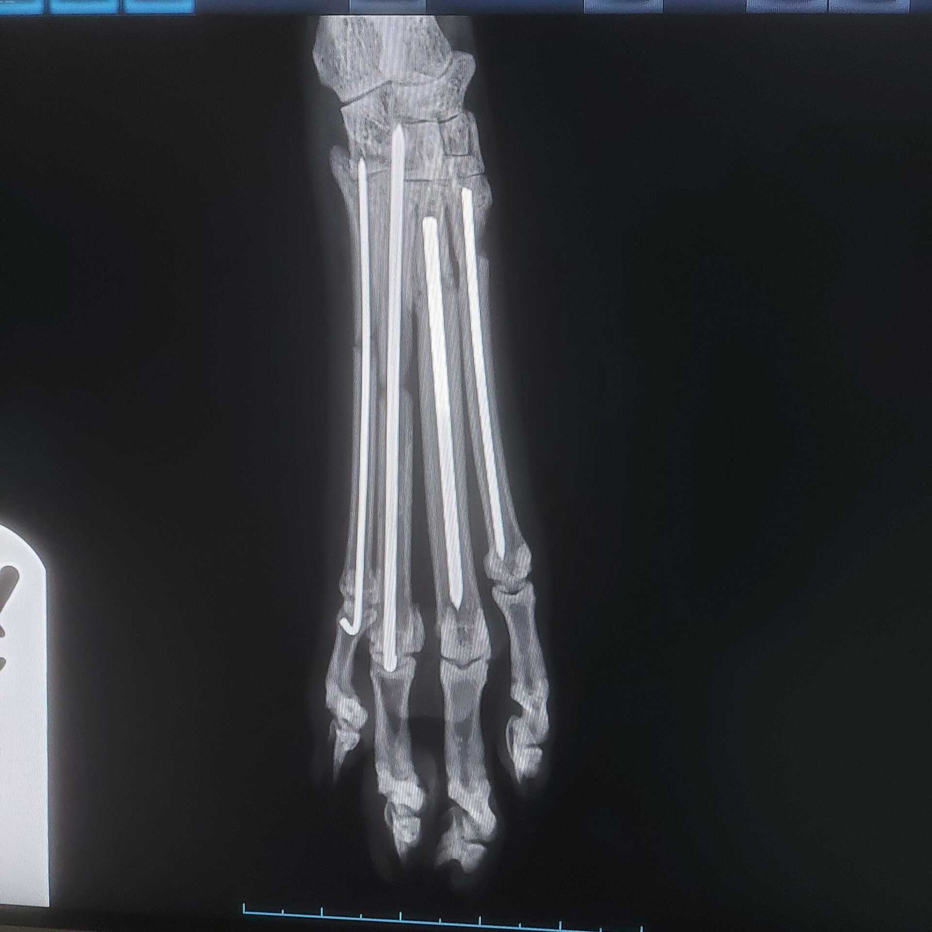 Metatarsal fractures in a cat (2)
