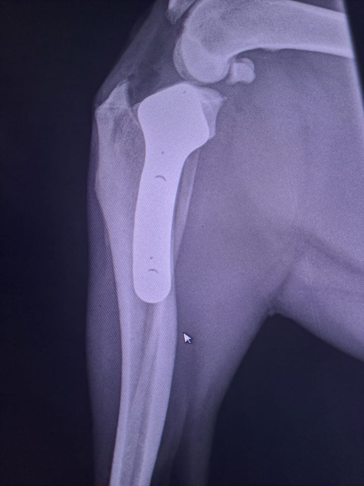 Radiography - TPLO