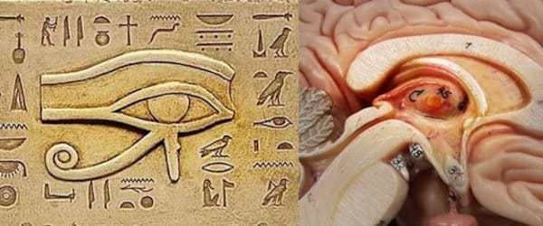 A picture of an eye and a picture of a brain.