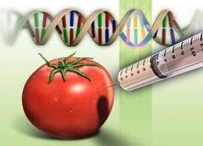 A tomato is being injected with a syringe.