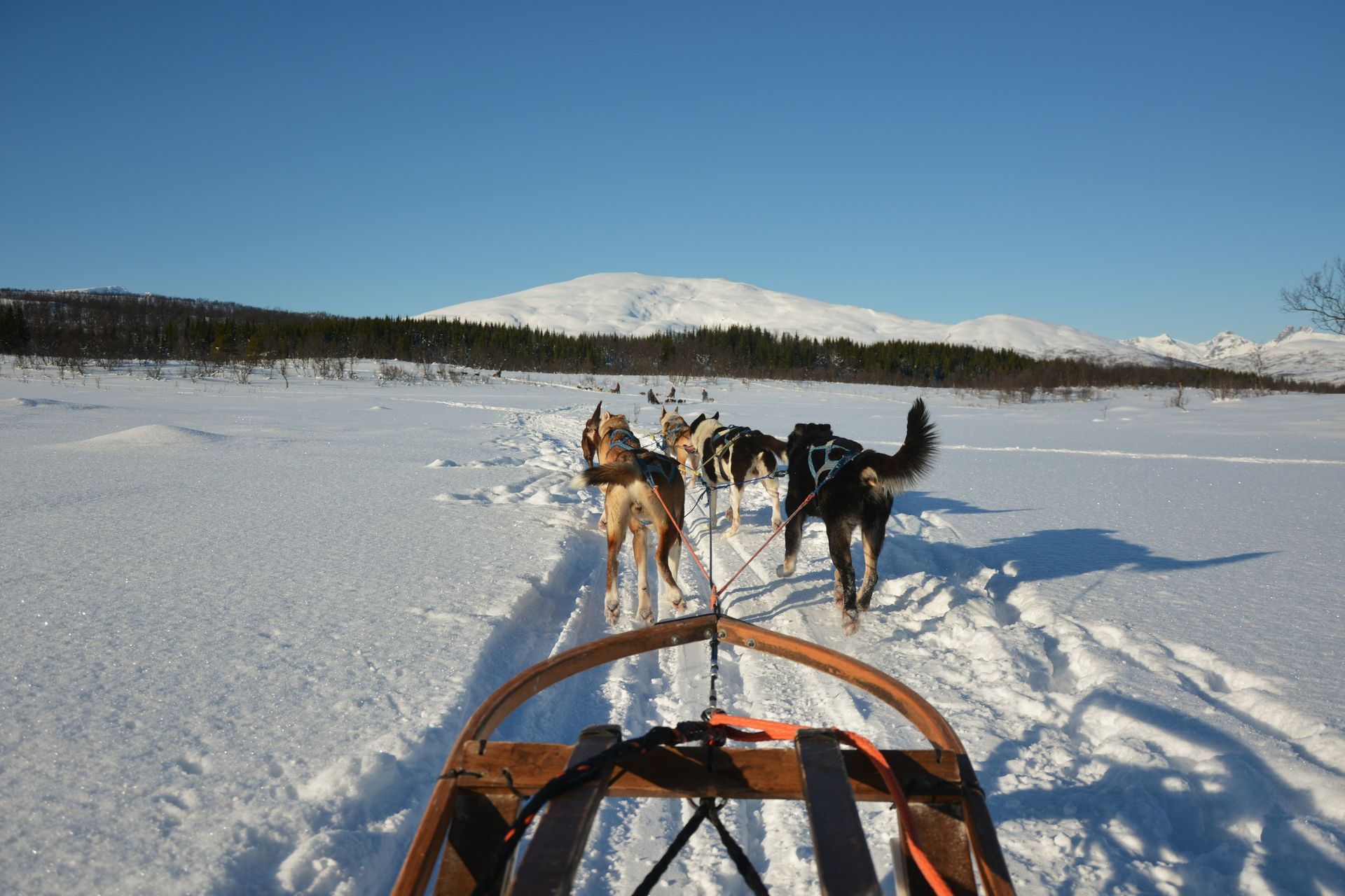 A group of husky dogs pulling a sled through the snow