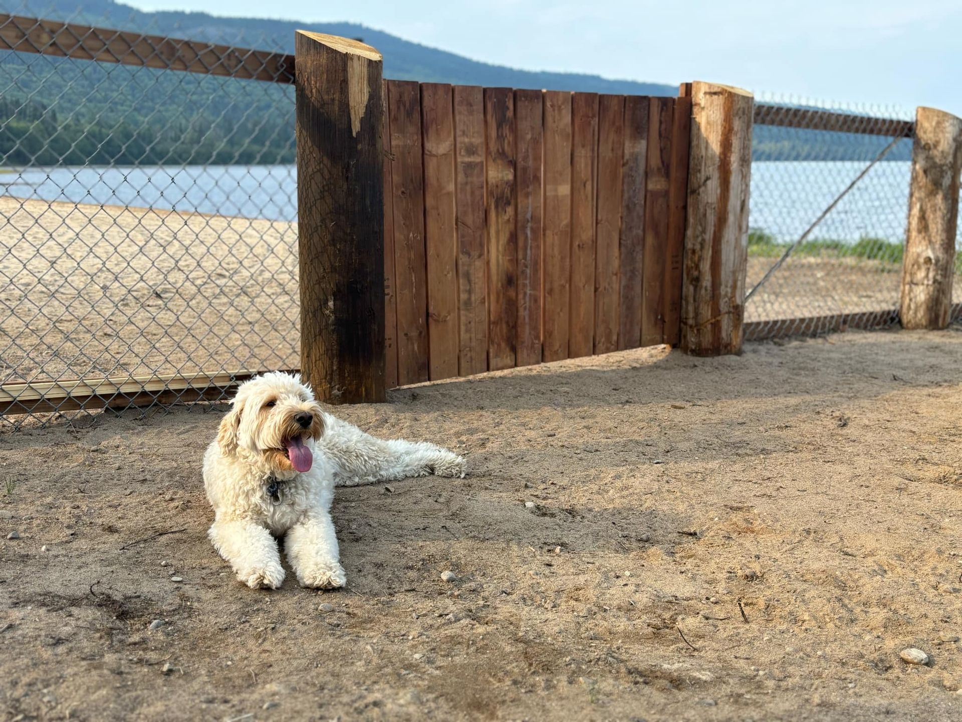 A dog is laying on the ground in front of a wooden gate.