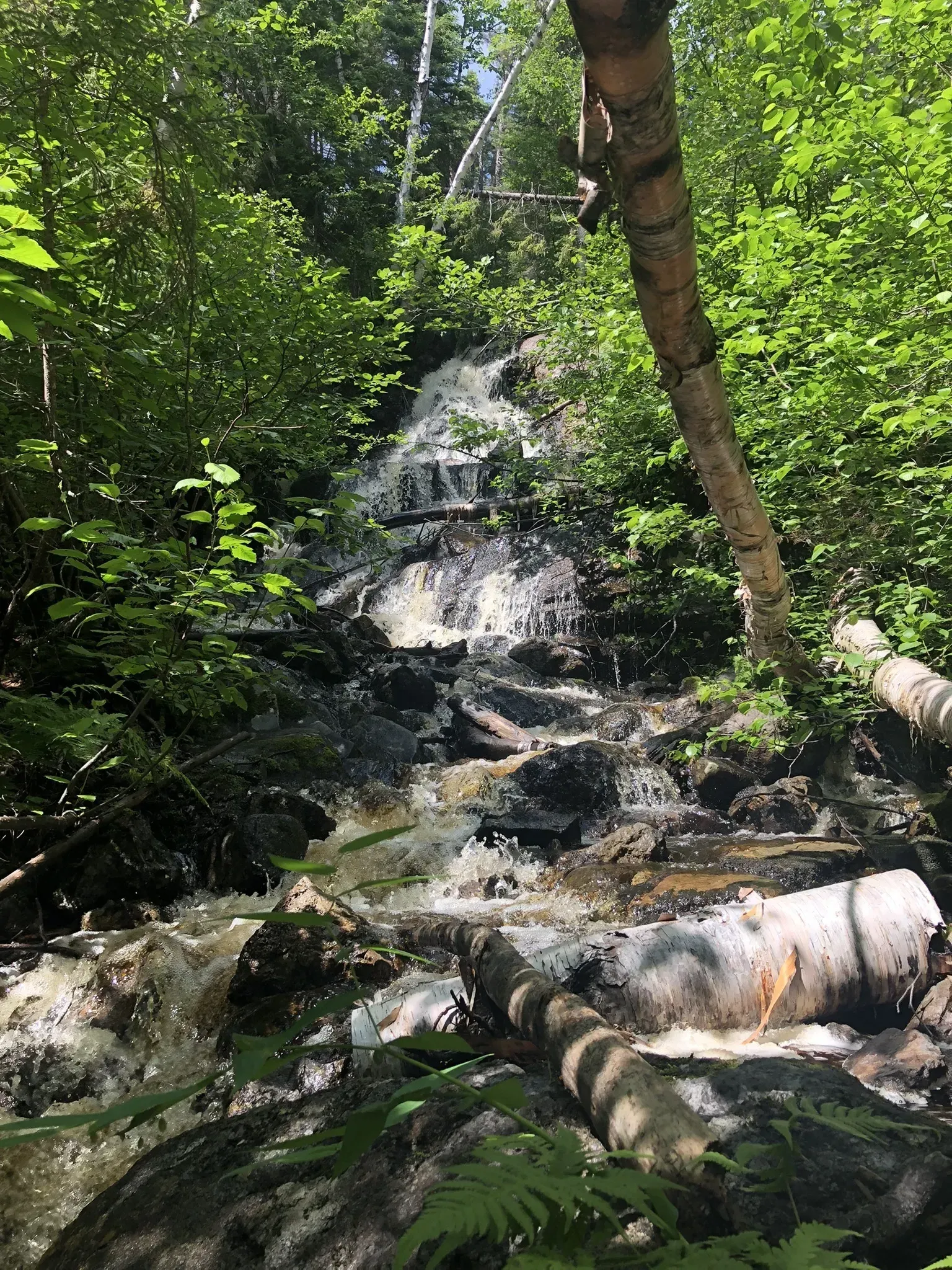 A waterfall is surrounded by trees and rocks in the middle of a forest.