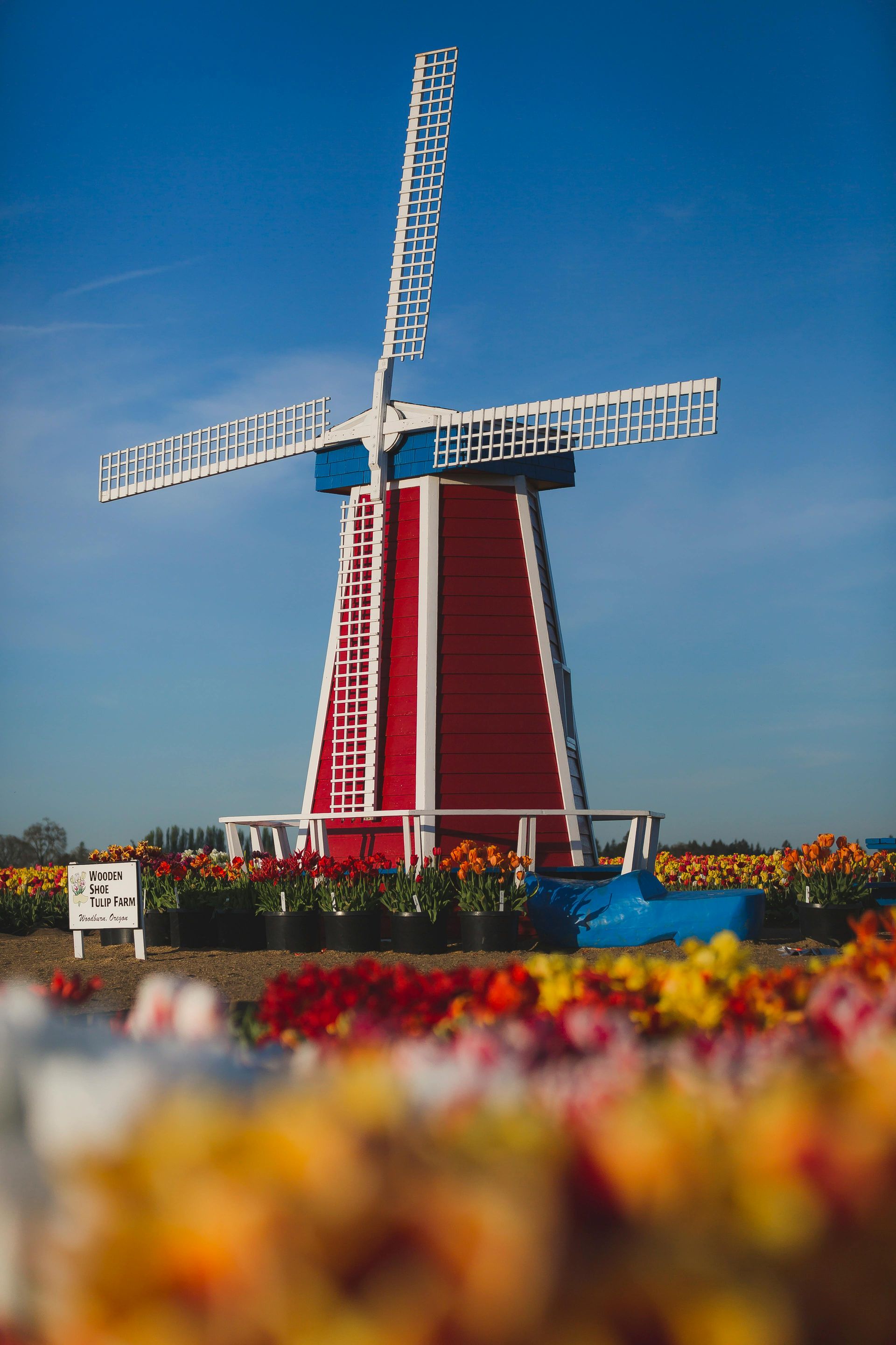 Red and white windmill with blue accents, set against a blue sky, surrounded by colorful tulip field.