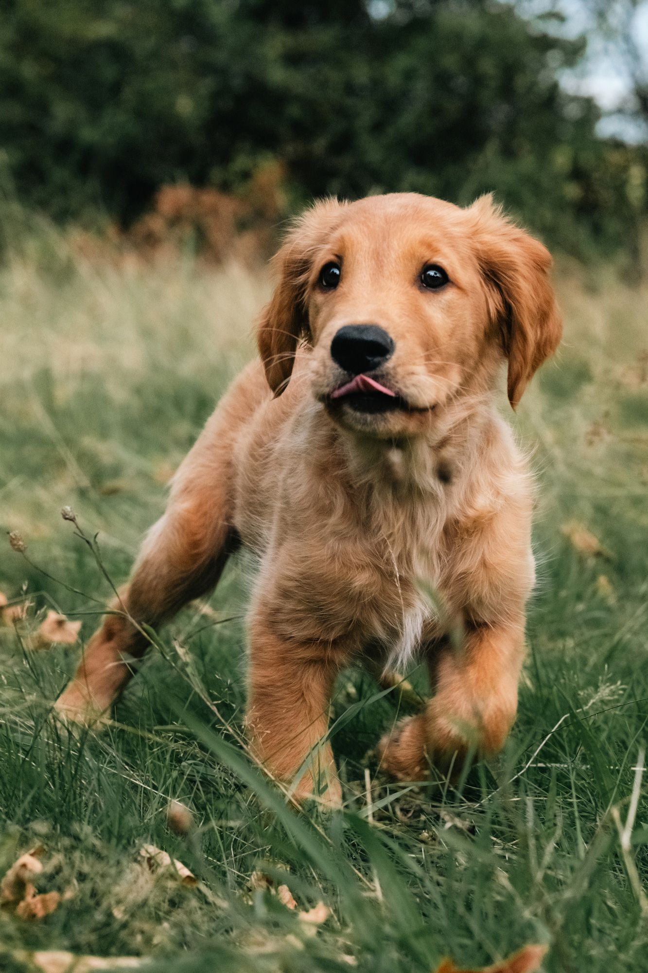 Dynamisches Foto eines Hundewelpen