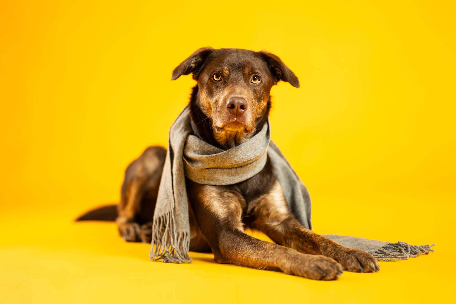 Mode-Hundeportrait Fotostudio Lahnau