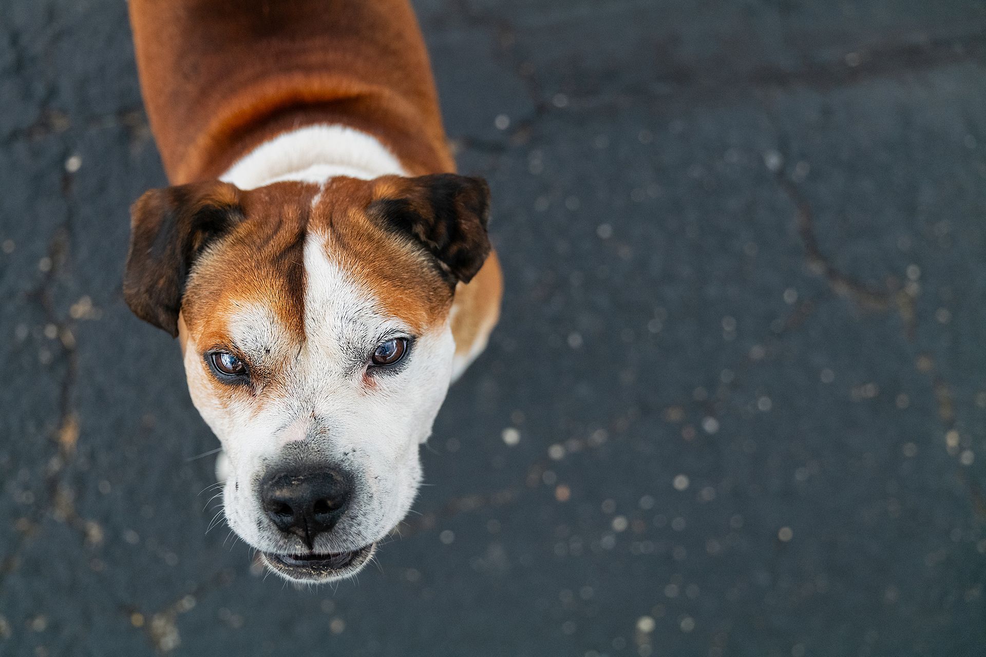Hund von oben fotografiert Top-Down Hundefotografie