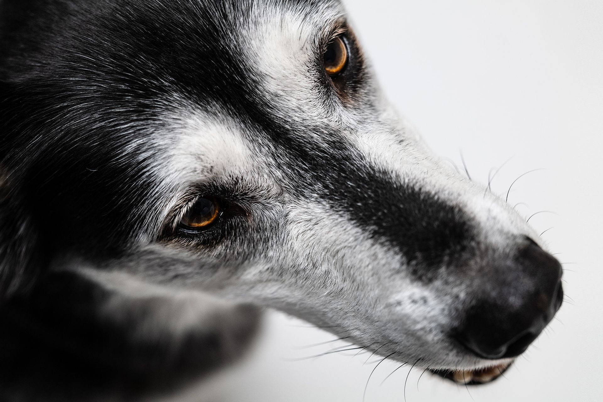 Hundeportrait von schräg oben Kreative und professionelle Hundefotografie
