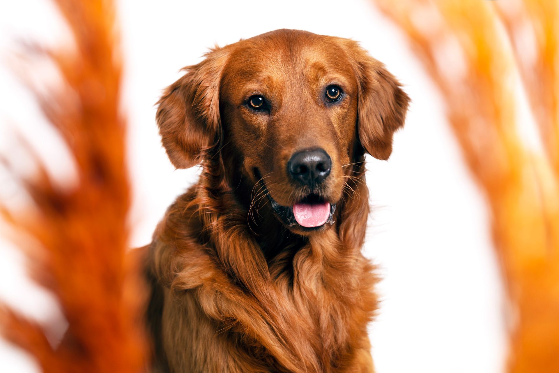 Hundefoto kunstvoll