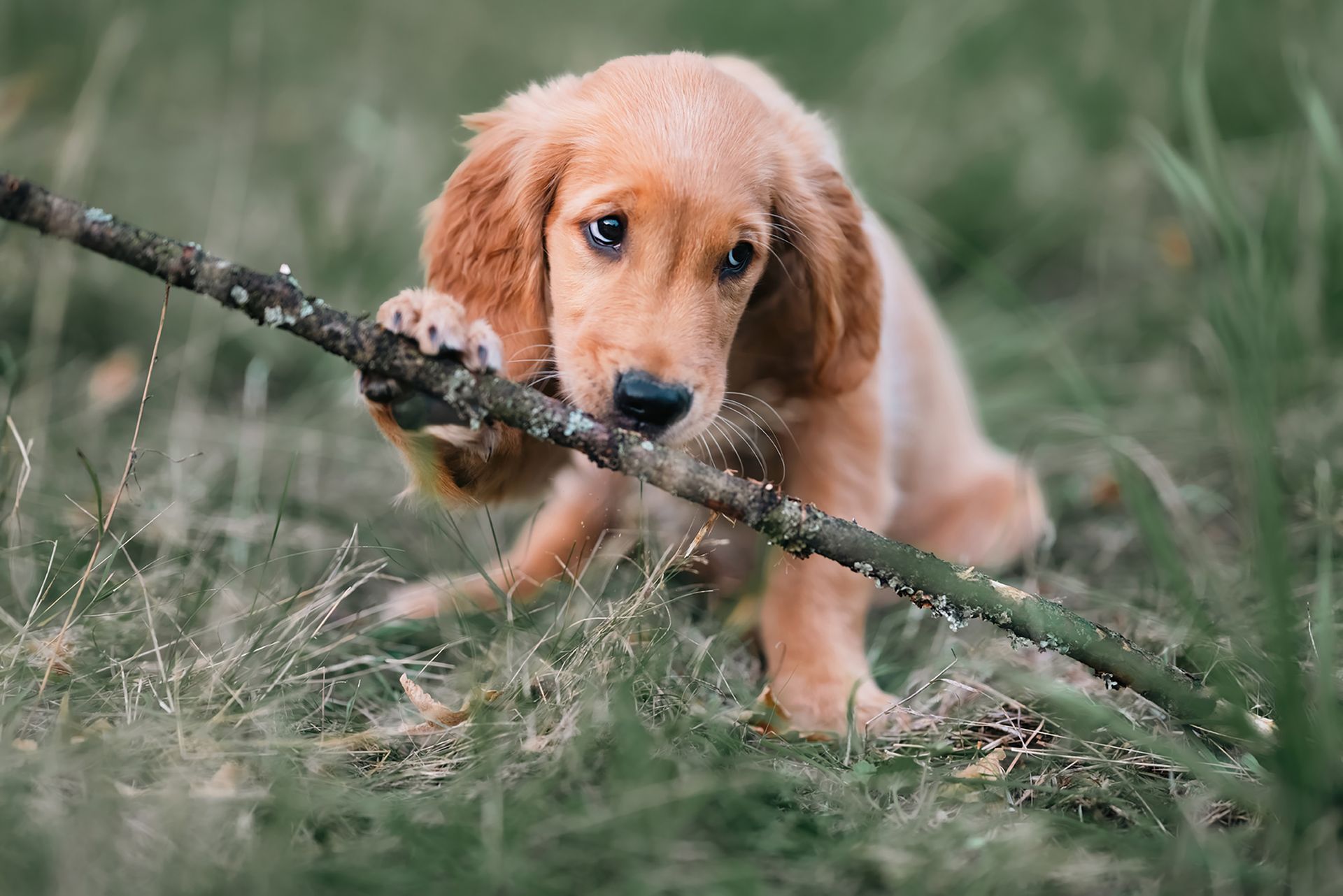 Ein Hundewelpe beim Spielen mit einem Ast