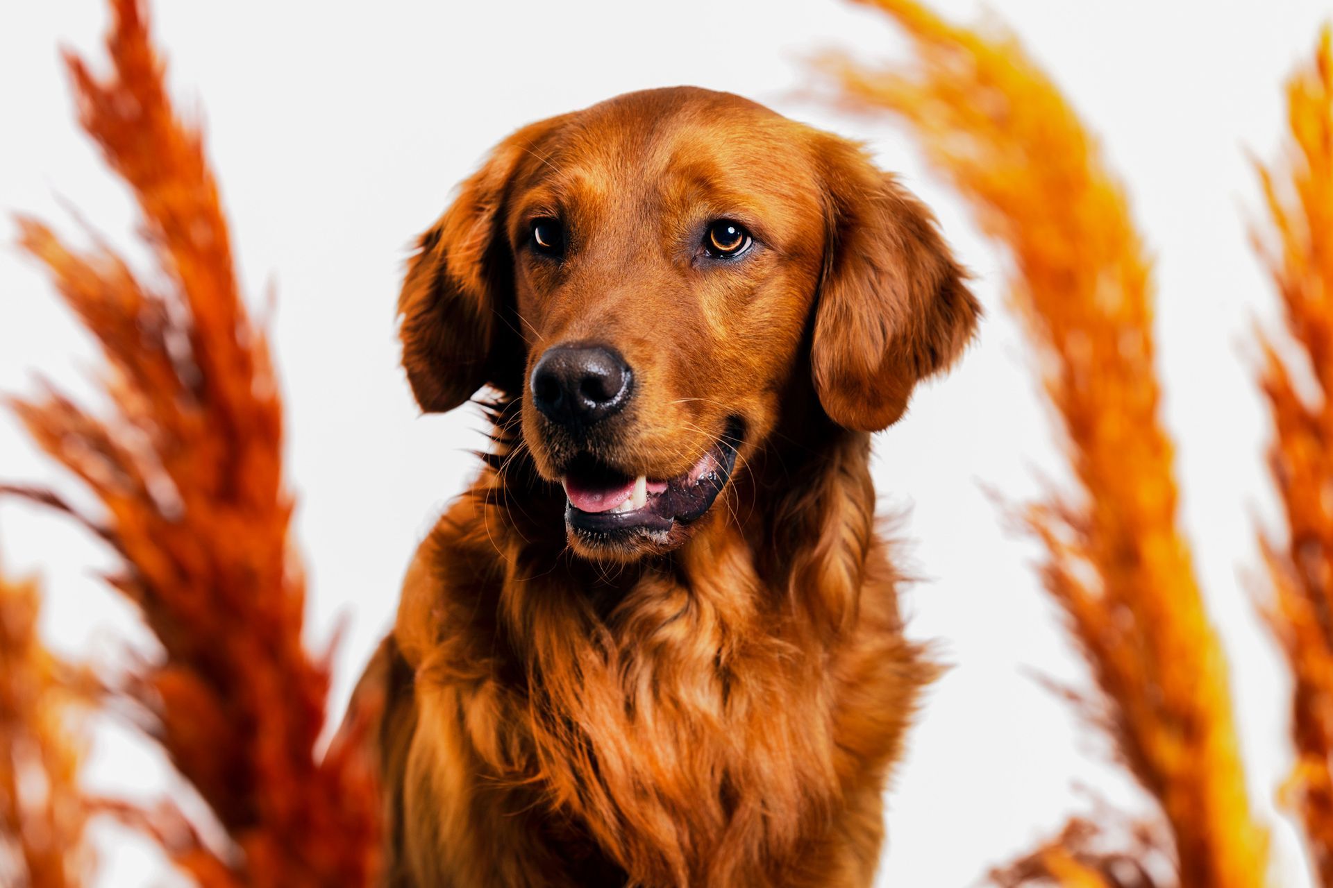 Kreatives Hundefoto