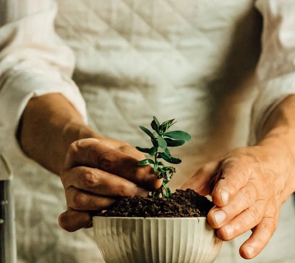 A person is holding a small plant in their hands.
