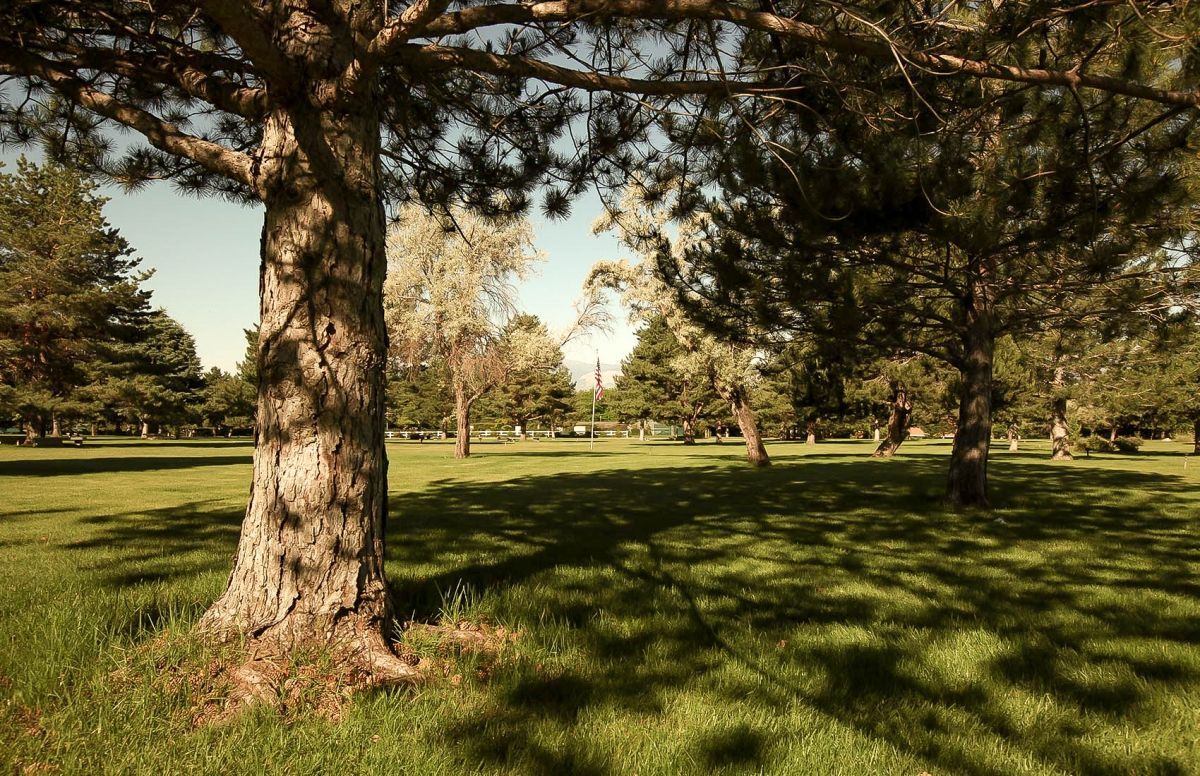 Pine tree in Memorial Mortuaries & Cemeteries location
