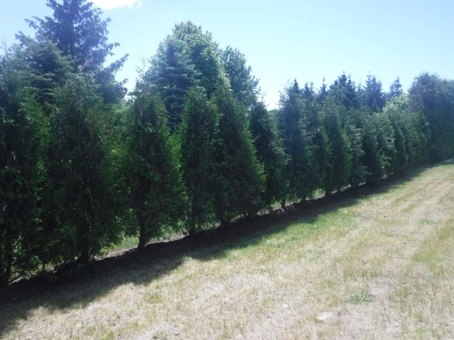Une rangée d'arbres dans un champ par une journée ensoleillée