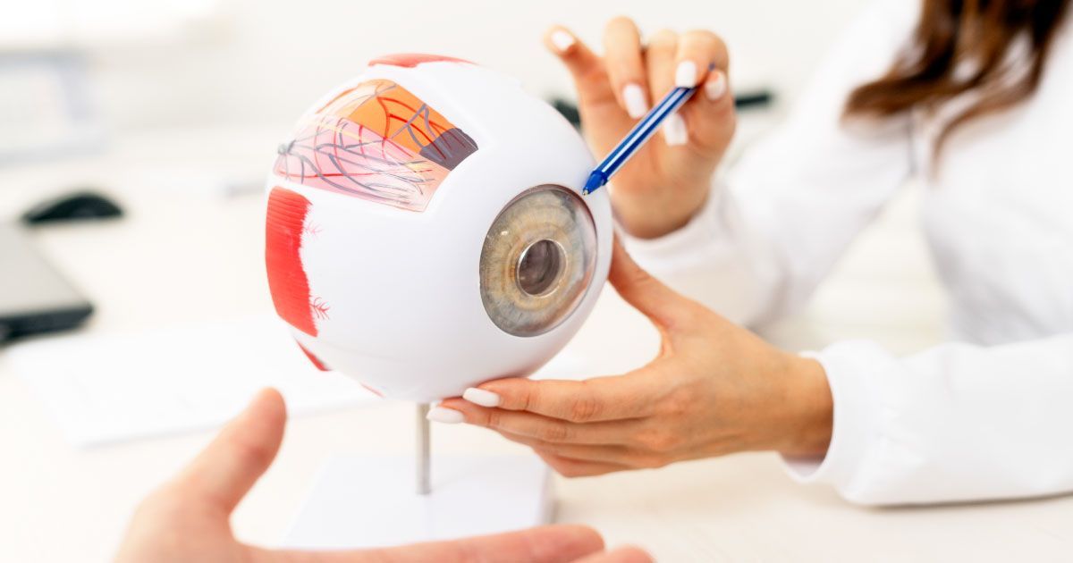 A doctor is pointing at a model of an eye with a pencil.