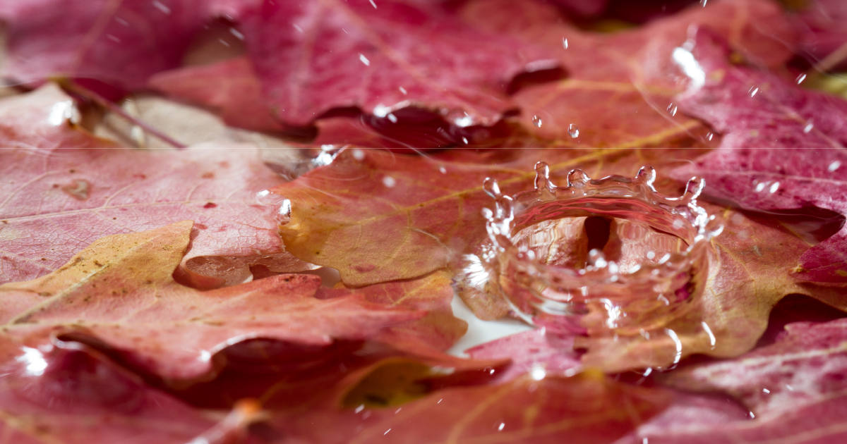 Close-up of fall leaves with water droplets.