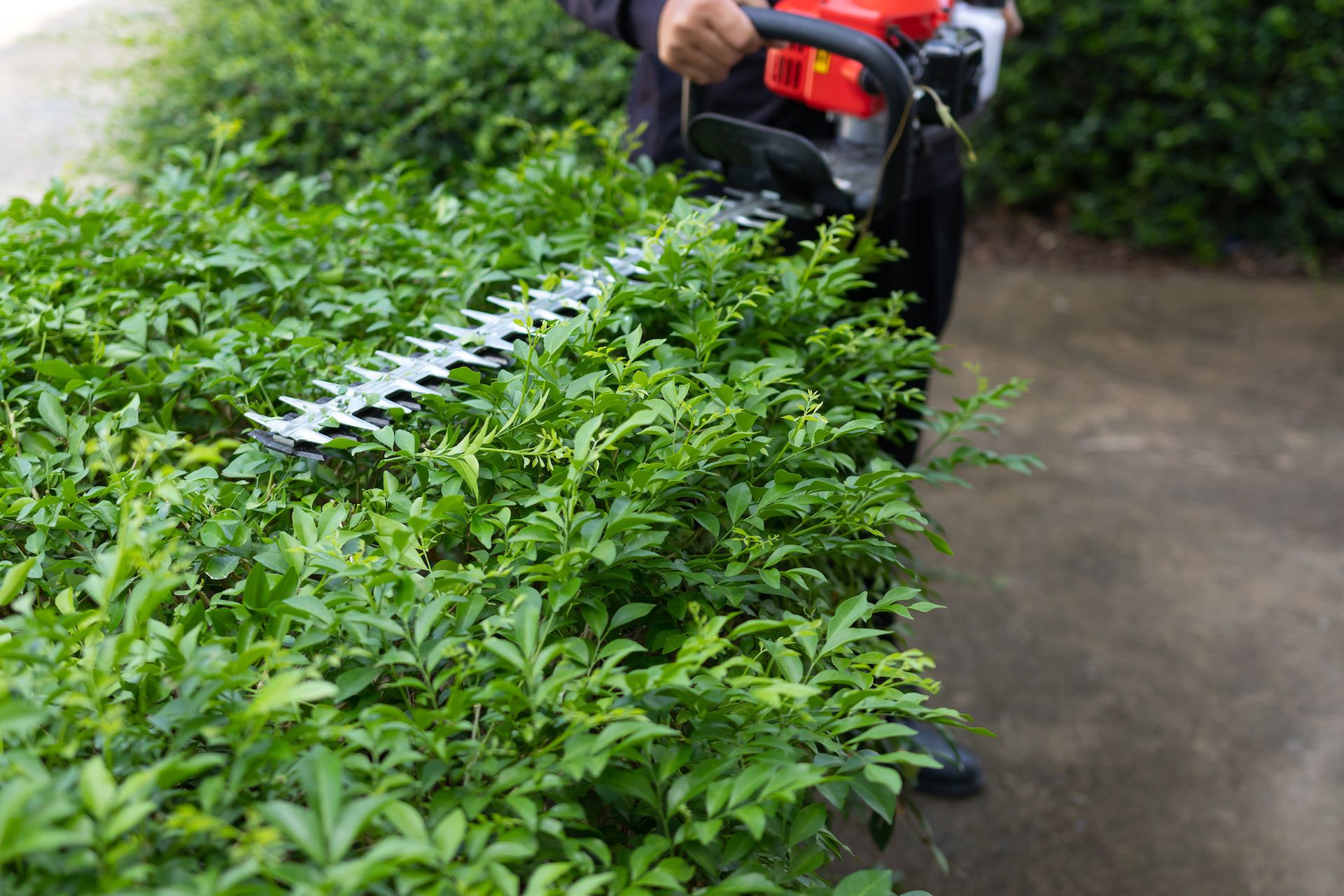 Person using a hedge trimmer to trim a green hedge in an outdoor setting.