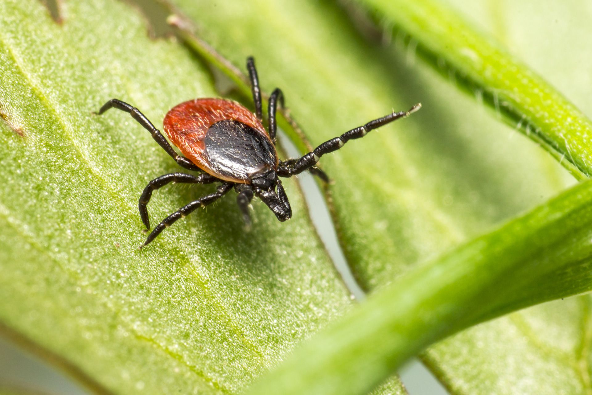 Tick with black legs and head, red body, on a green leaf.