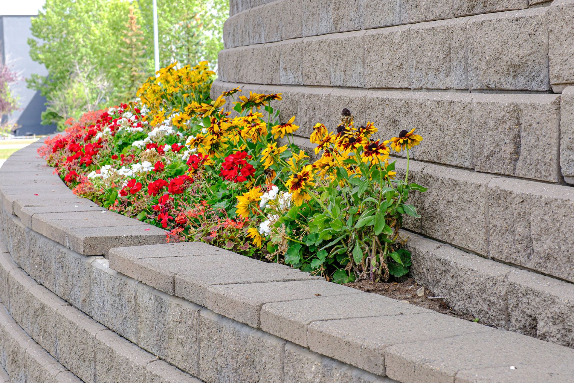 Colorful flowers blooming in a tiered retaining wall made of gray stone blocks.
