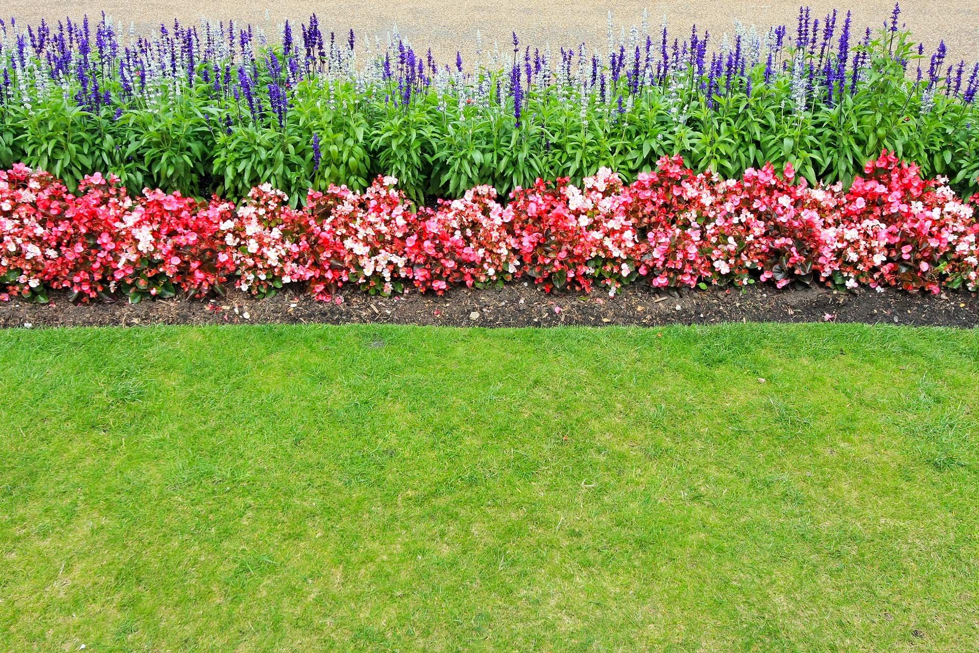 Lush green lawn borders a vibrant flowerbed with red and purple blooms, under a textured beige background.