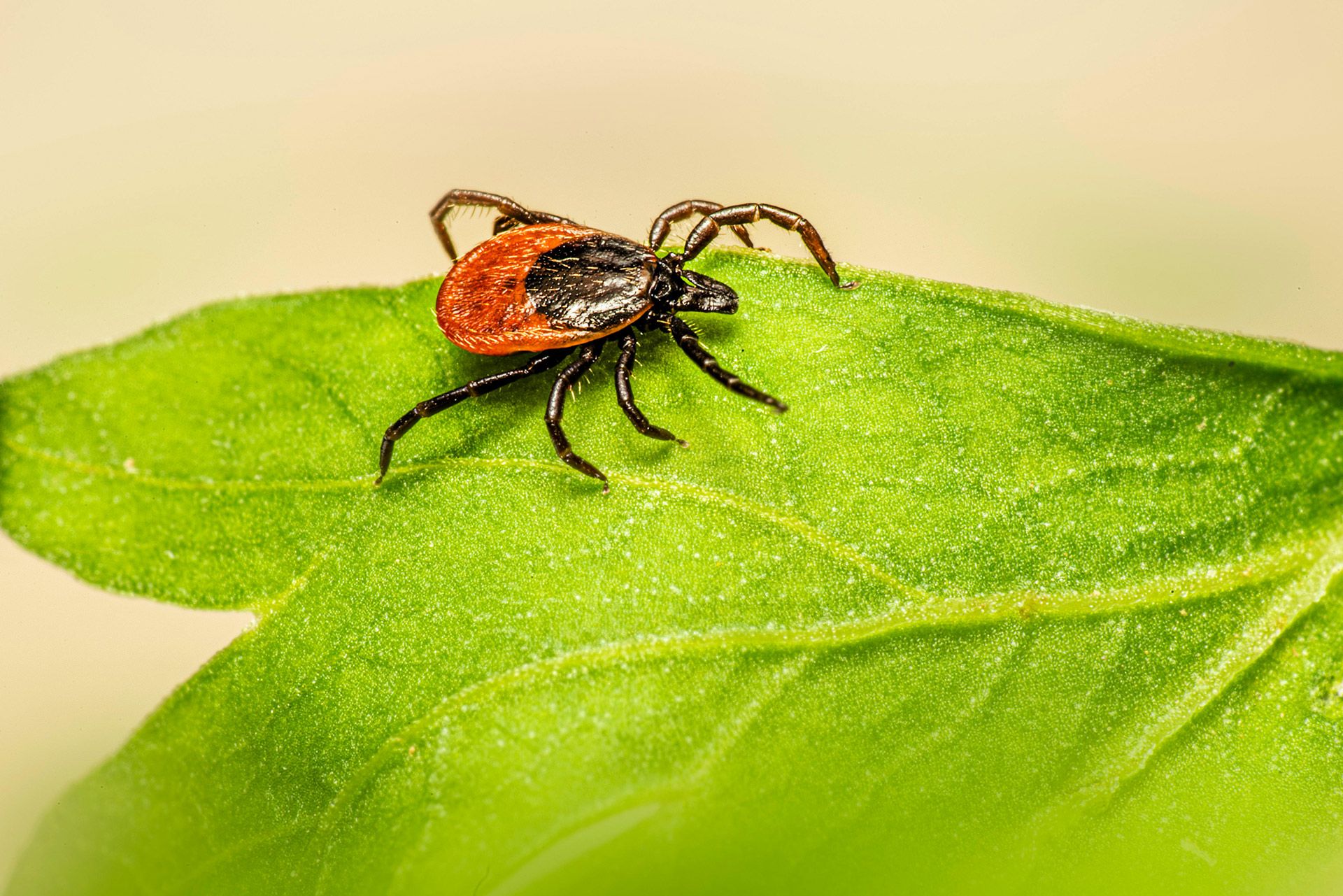 Tick on a green leaf. Red and black body.