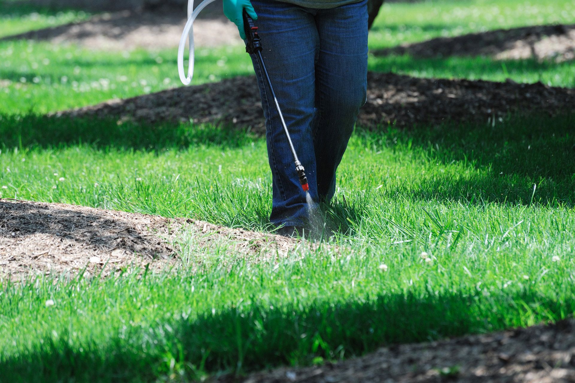 Person spraying lawn with pesticide in a grassy area.